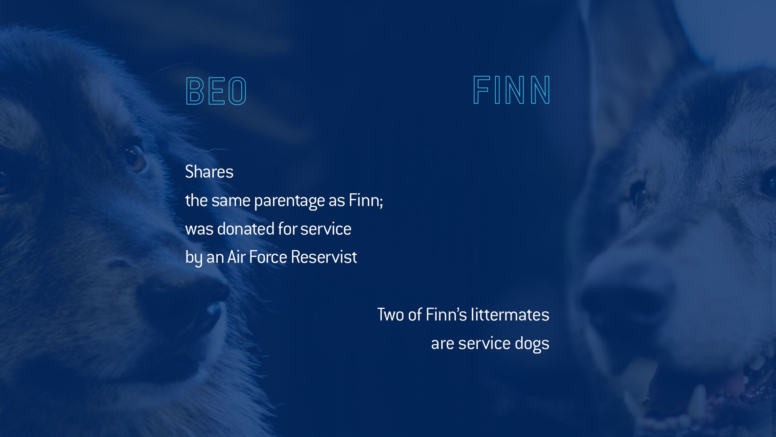 Two of Finn's littermates are service dogs