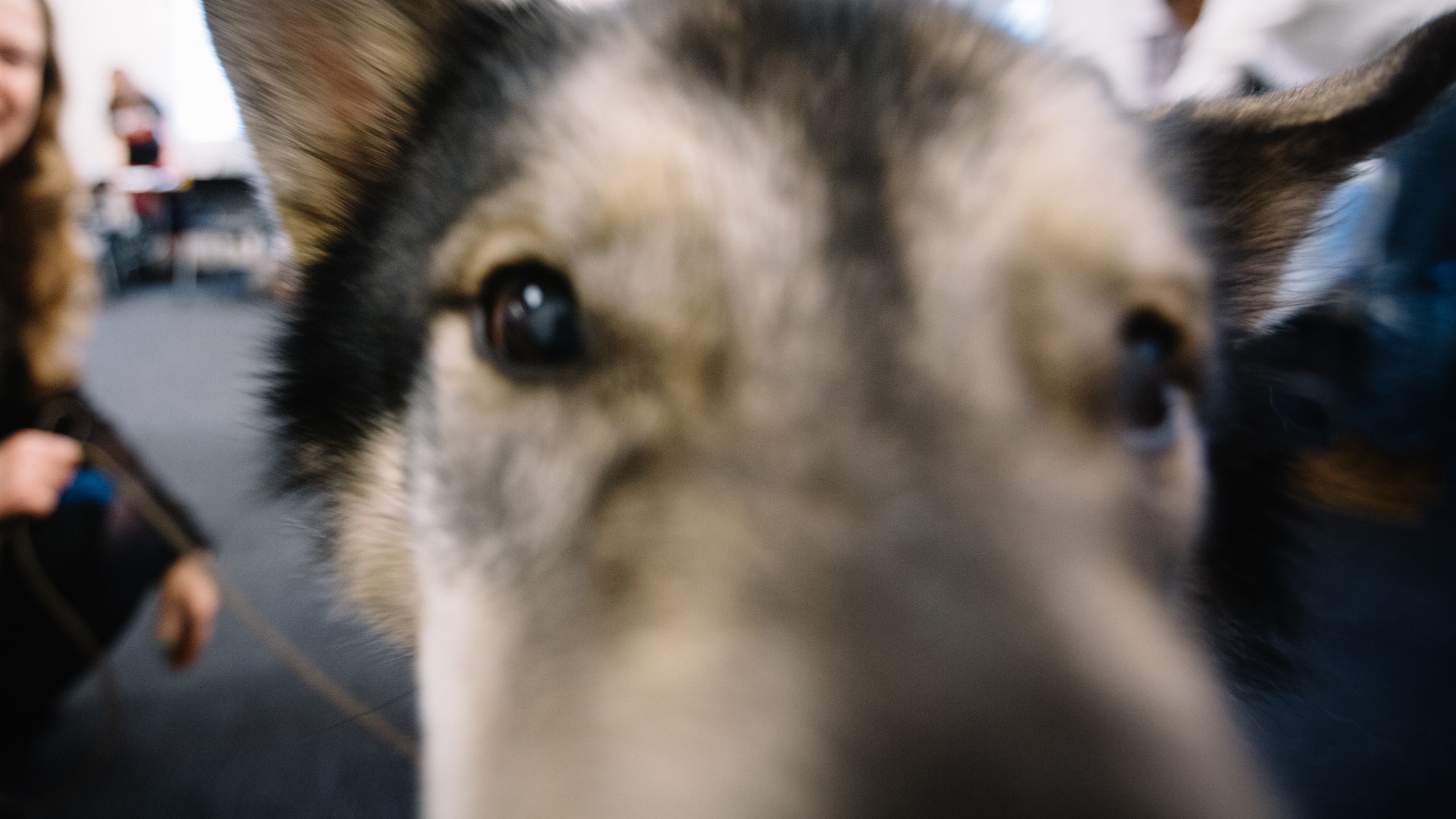 Close up portrait of Finn's eyes