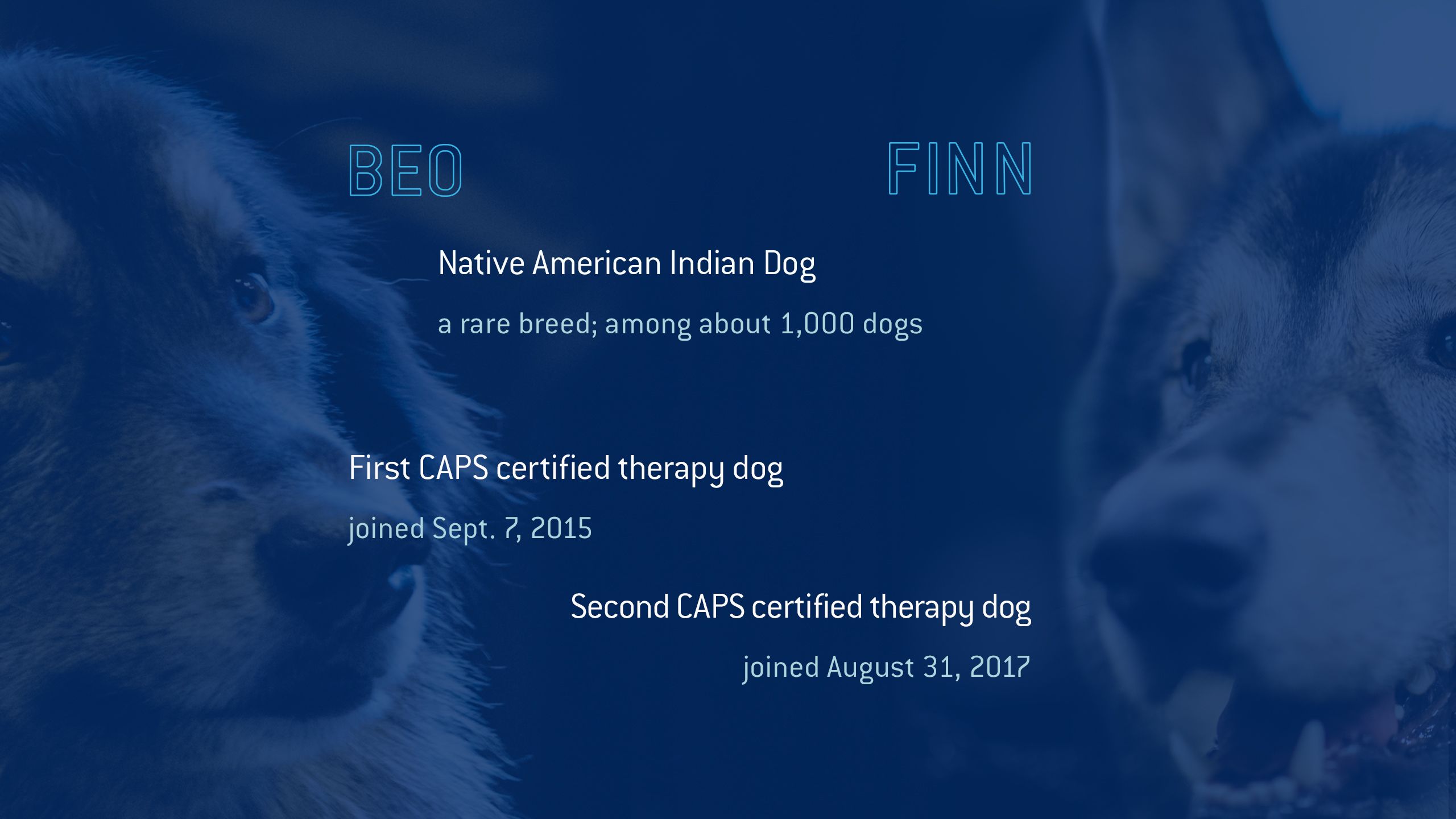 Native American Indian Dog a rare breed; among about 1,000 dogs. Beowulf first CAPS certified therapy dog joined Sept.7, 2015. Finn seconf CAPS certified therapy dog joined August 31, 2017.