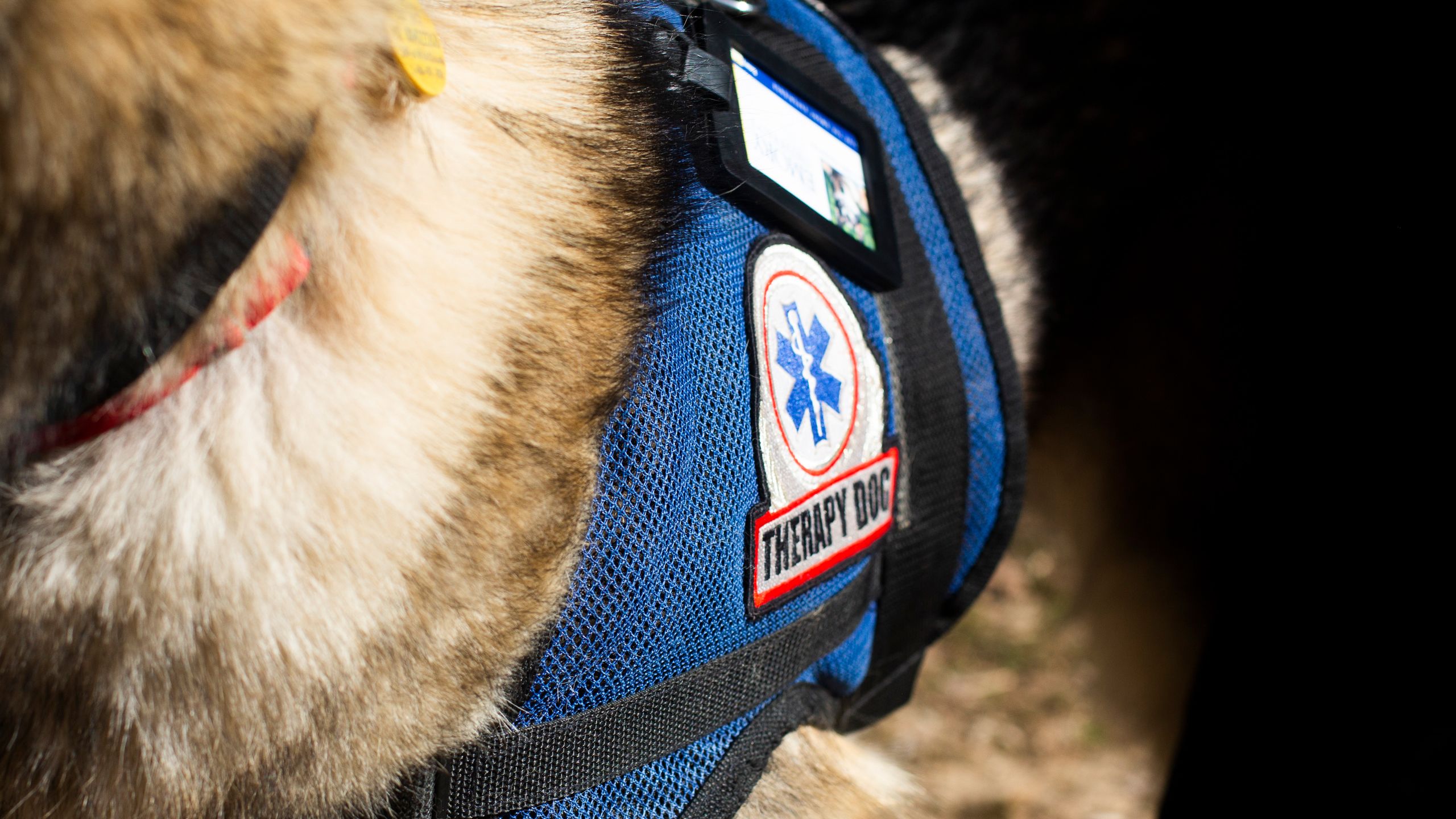 Detail of the Therapy Dog harness.