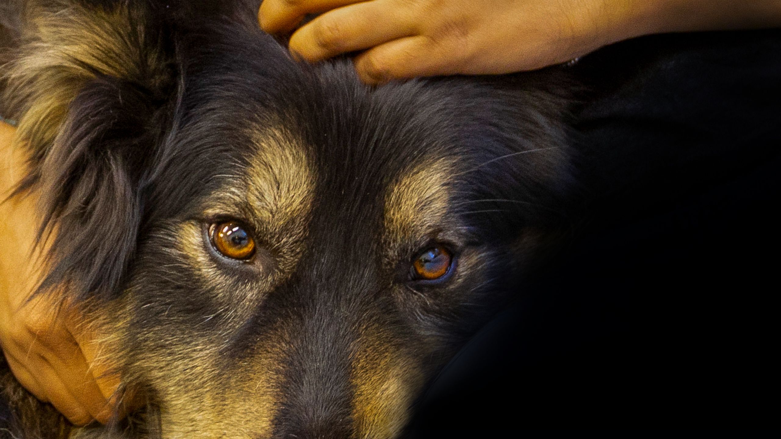 close up portrait of Beowulf and title Something about a Dog