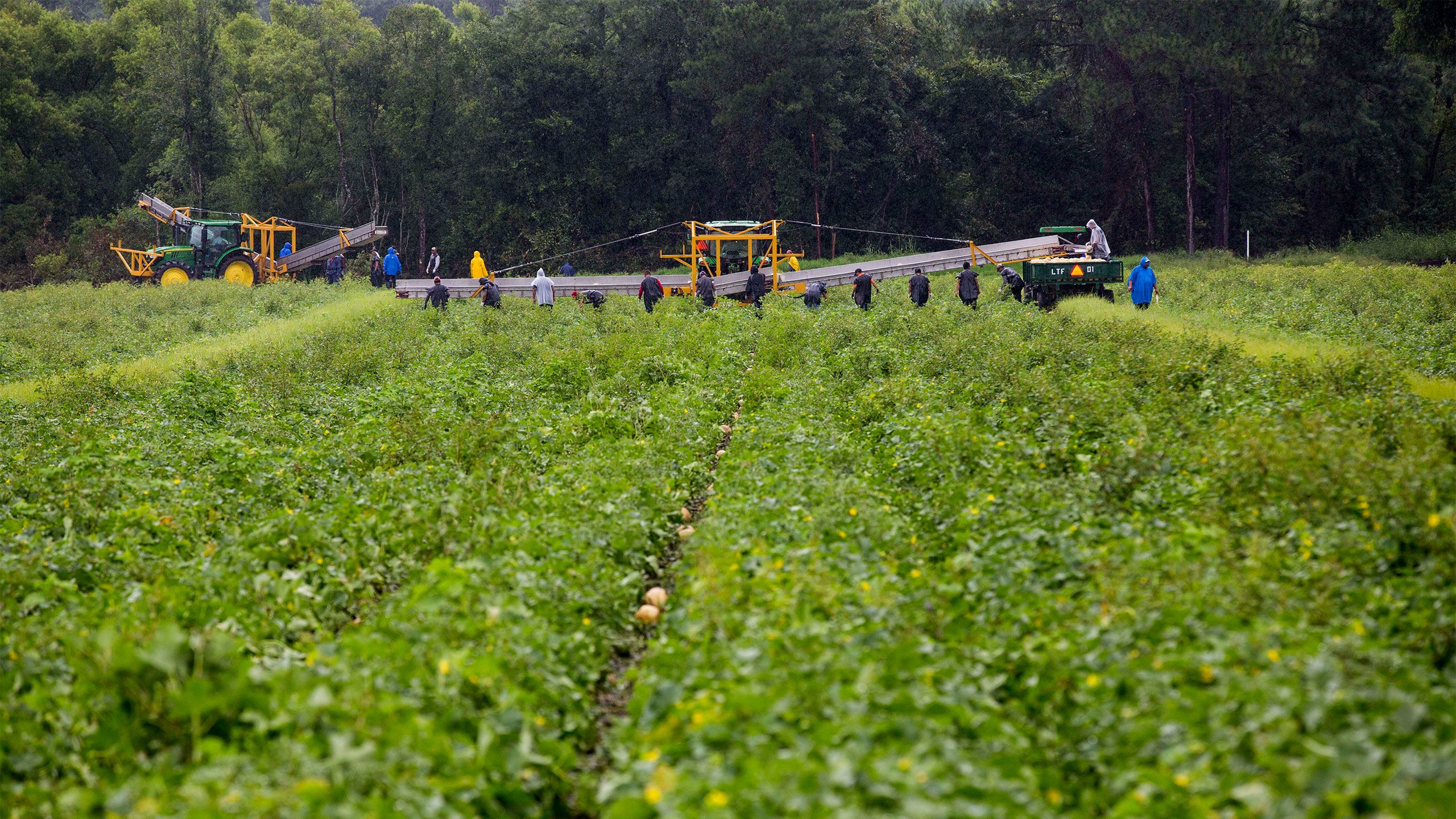 Workers and tractors in a green field where melons are grown