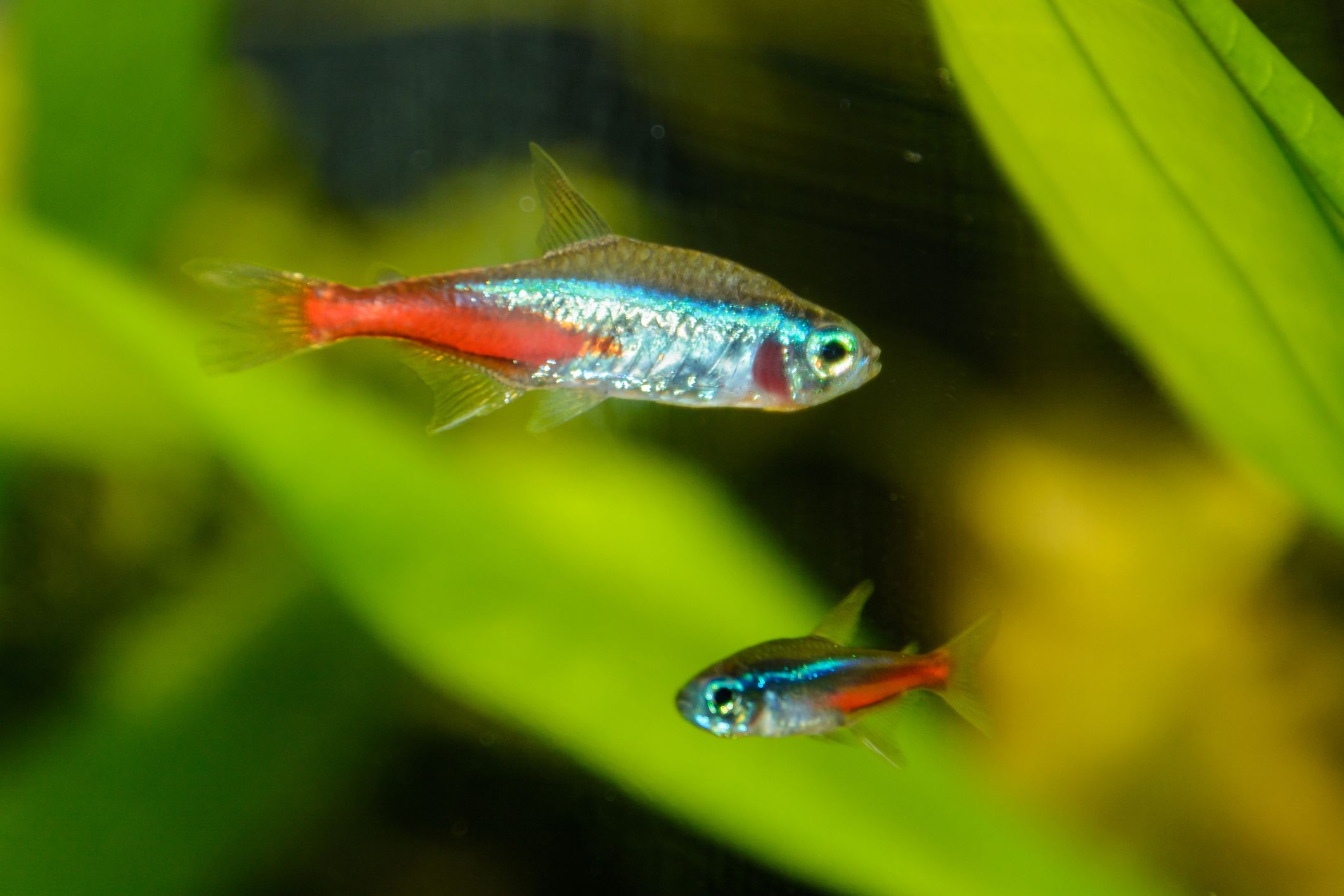 Two neon tetras swimming.
