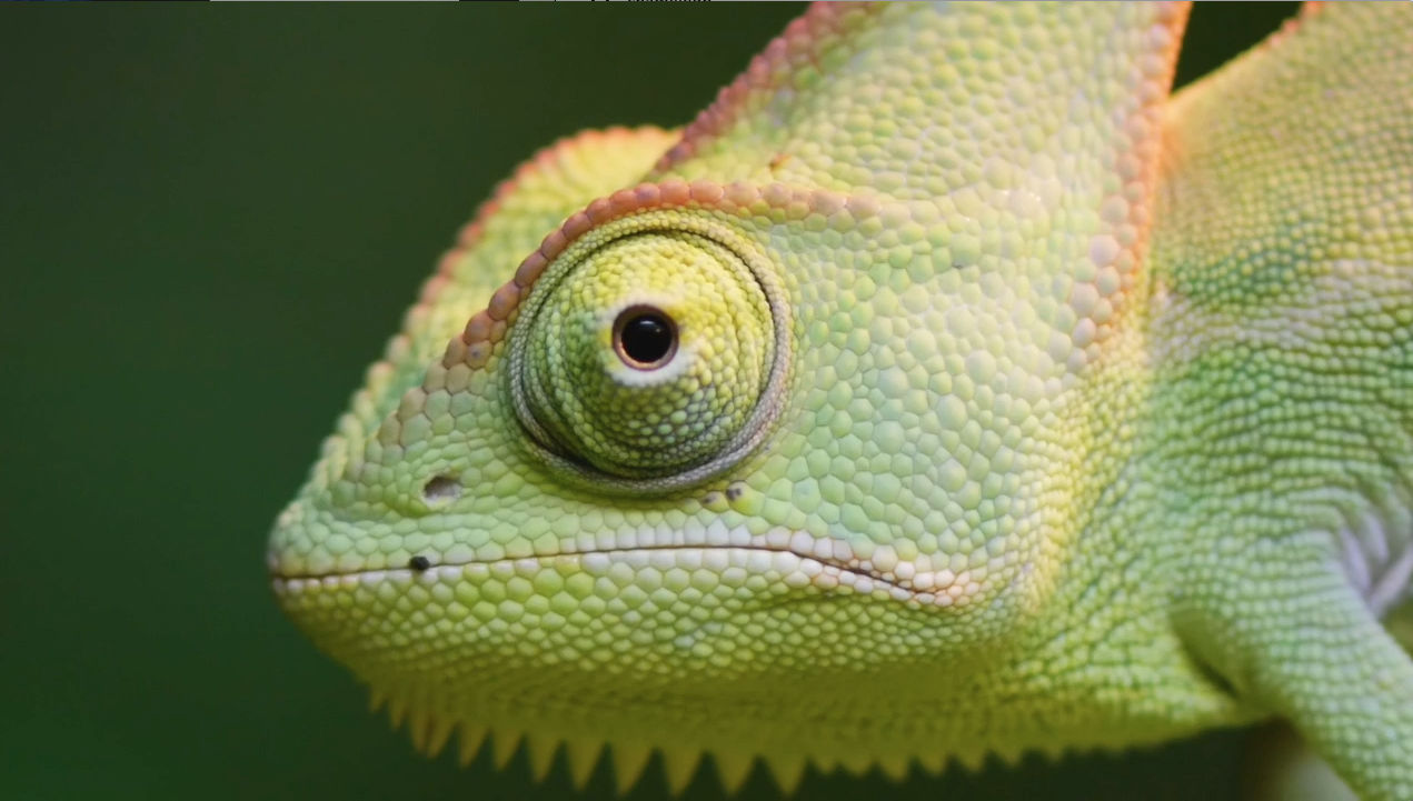 We Finally Know How Chameleons Change Their Color, Smart News