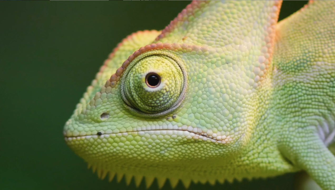 Chameleon Vision — A Unique Marvel of Design