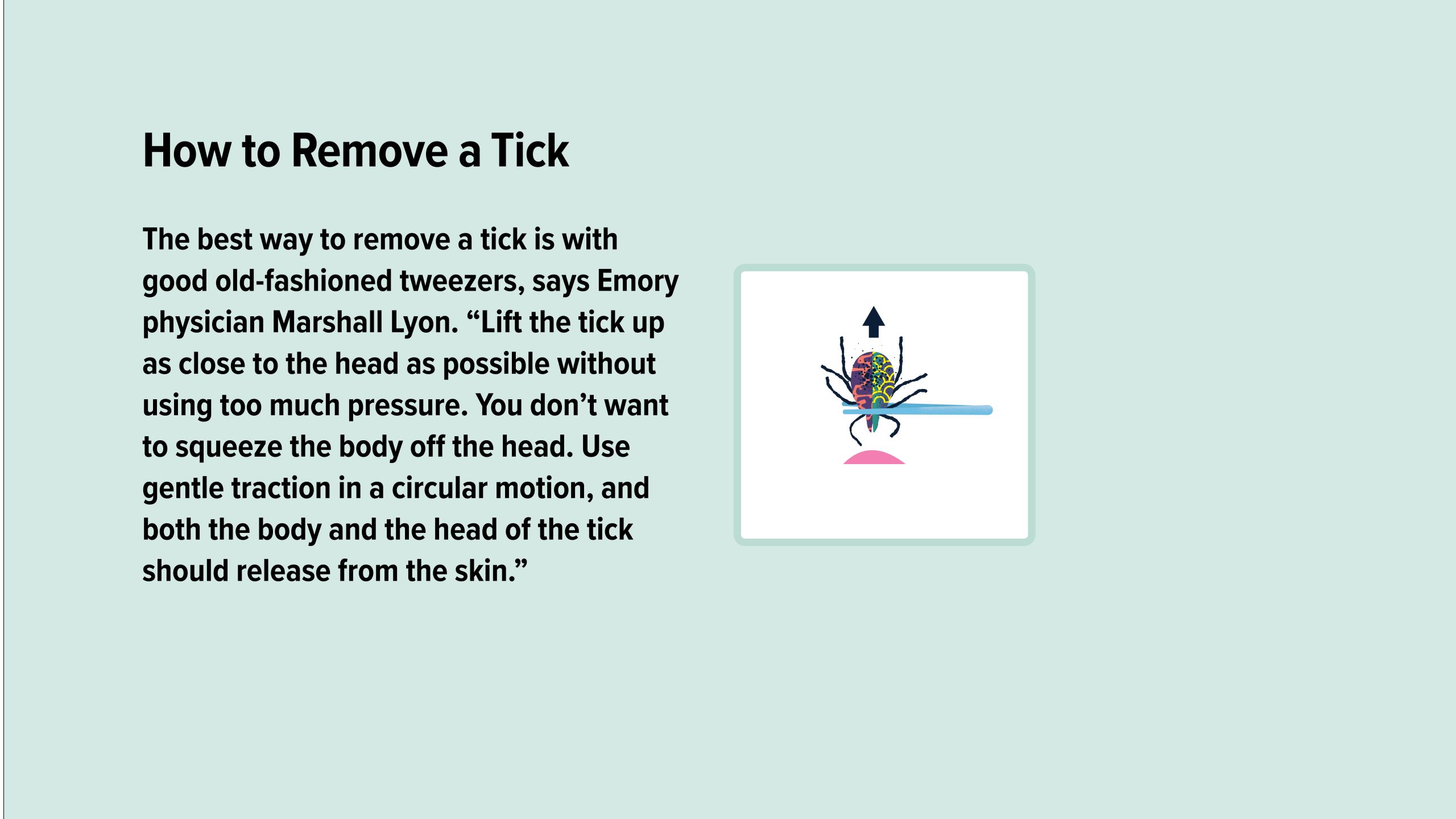 An illustration of a tick being removed with tweezers close to its head. 