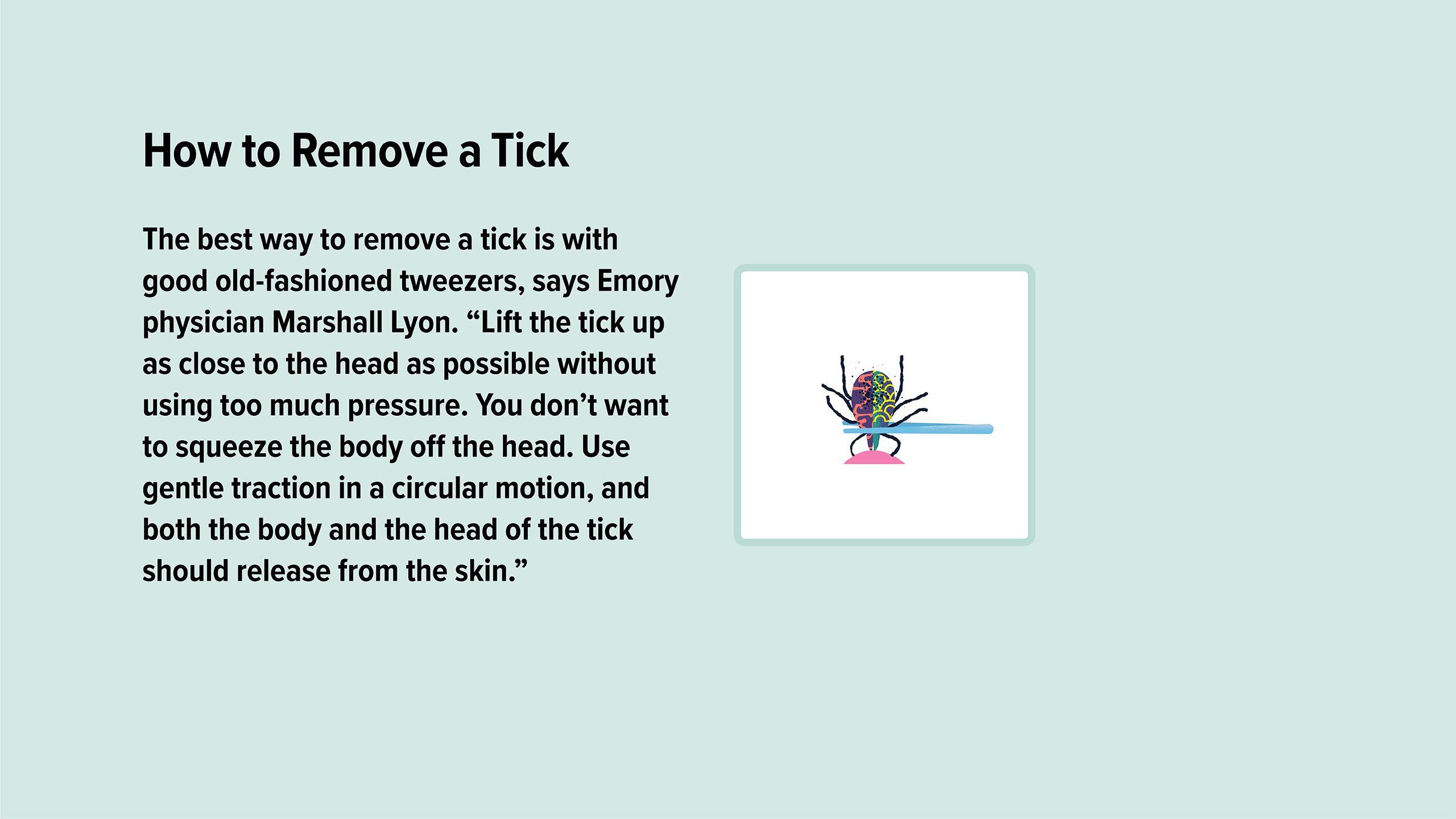 An illustration of a tick being removed close to its head with tweezers, with a gentle, circular motion. 