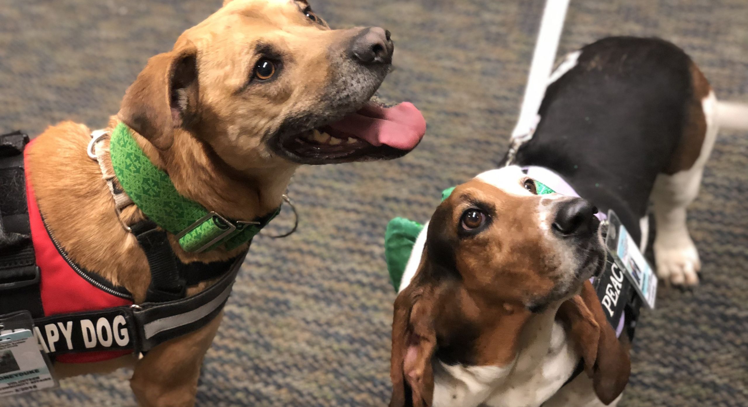 Therapy dogs who visited Richardson included a yellow-labrador mix dog (Honey Duke) and a spotted basset hound (Peaches)
