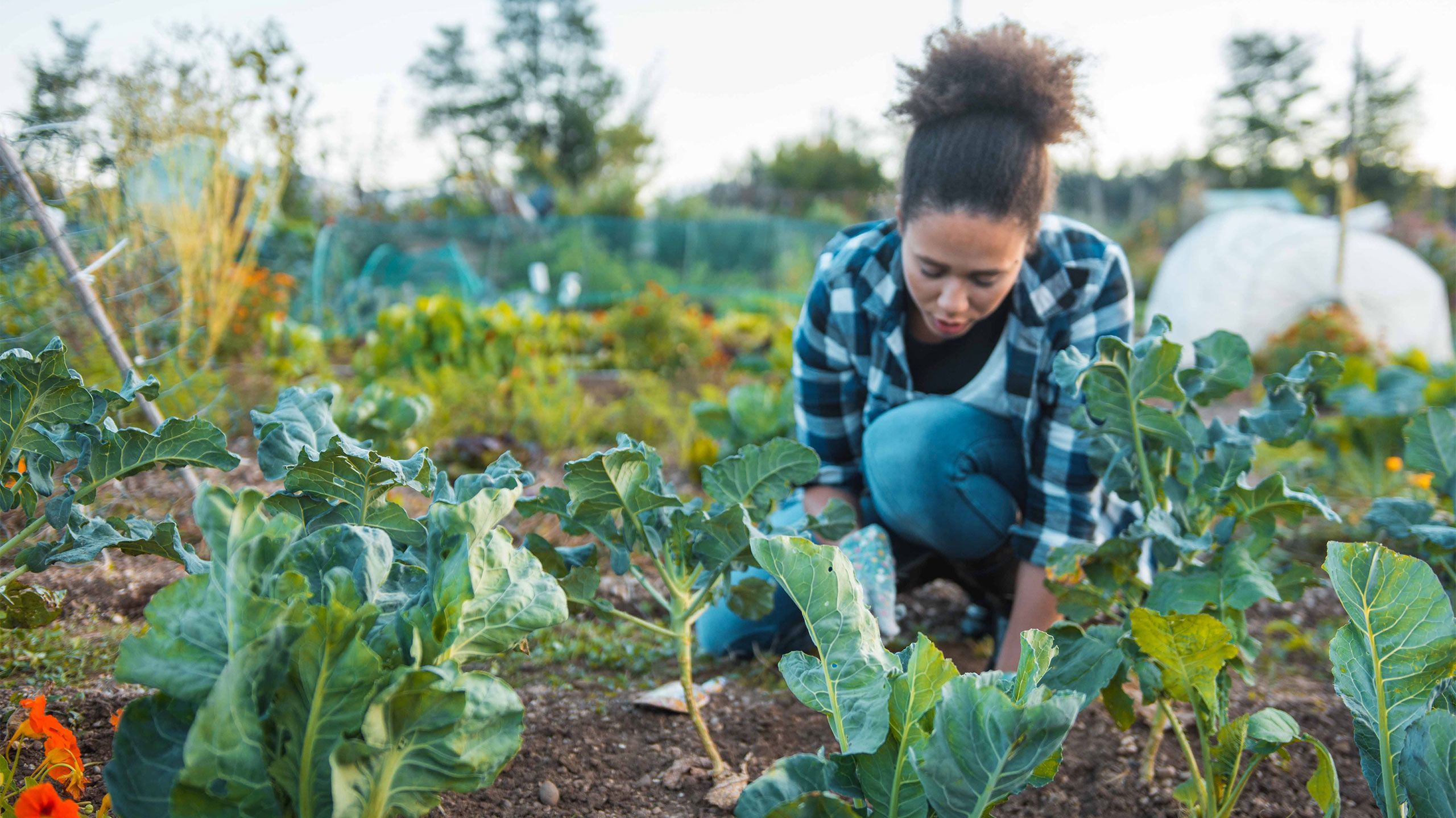 A young woman works in a garden with vegetables growing