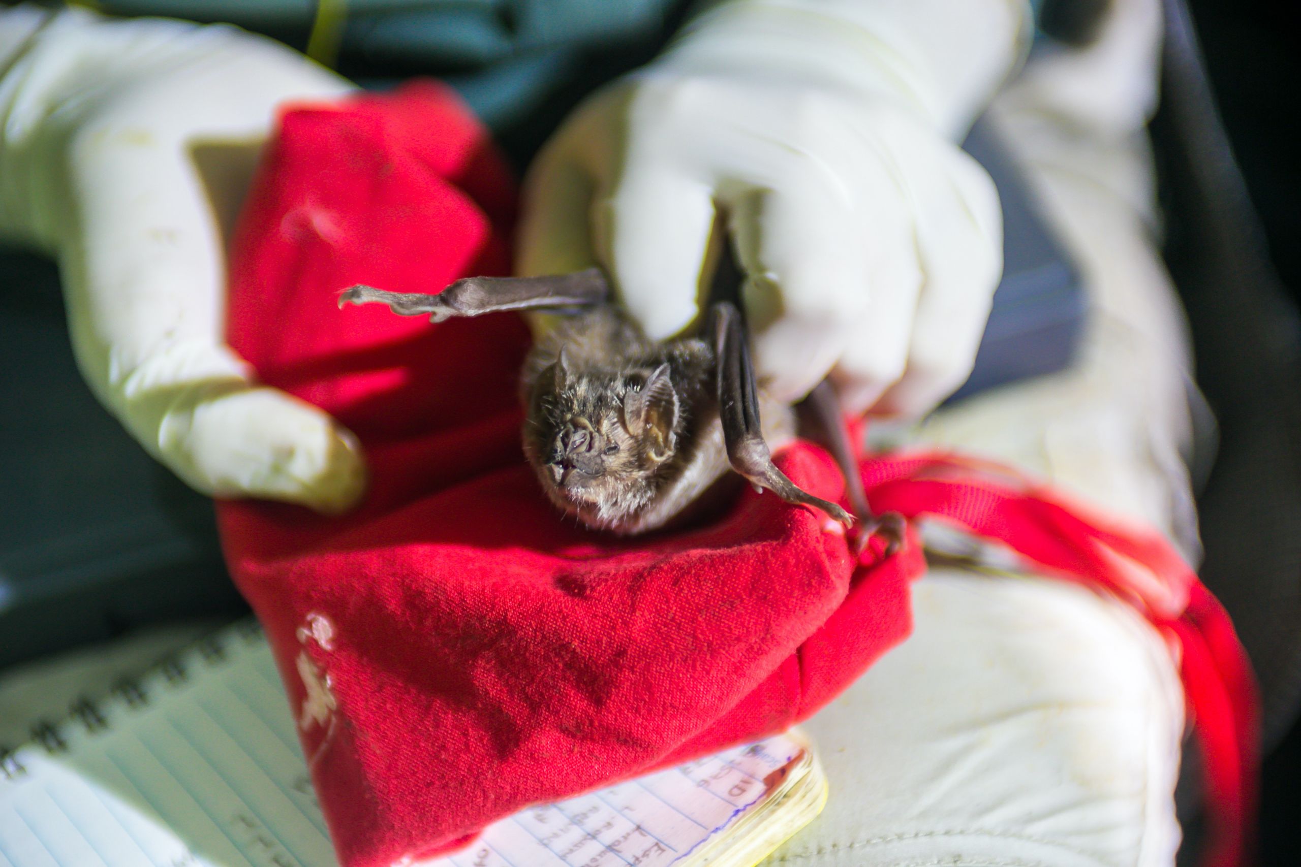 A bat held for sampling.