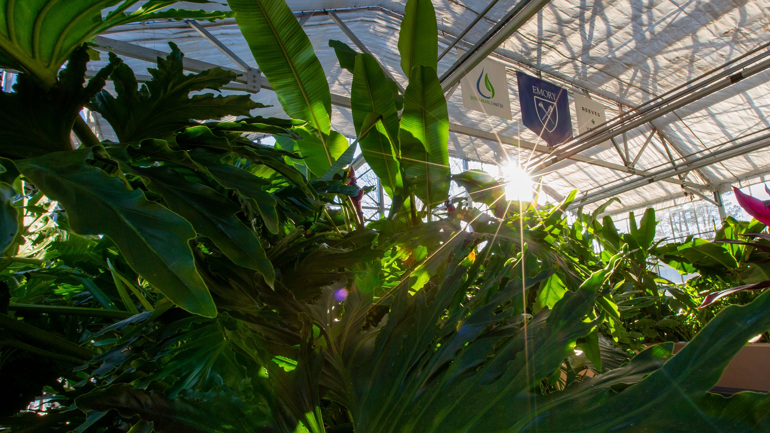 interior of Emory water hub greenhouse with plants and sunshine