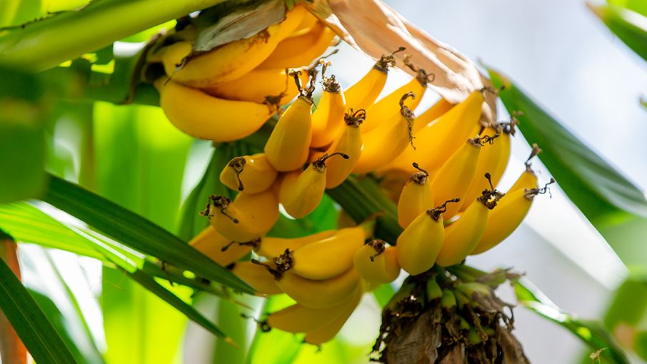 bananas growing on branches