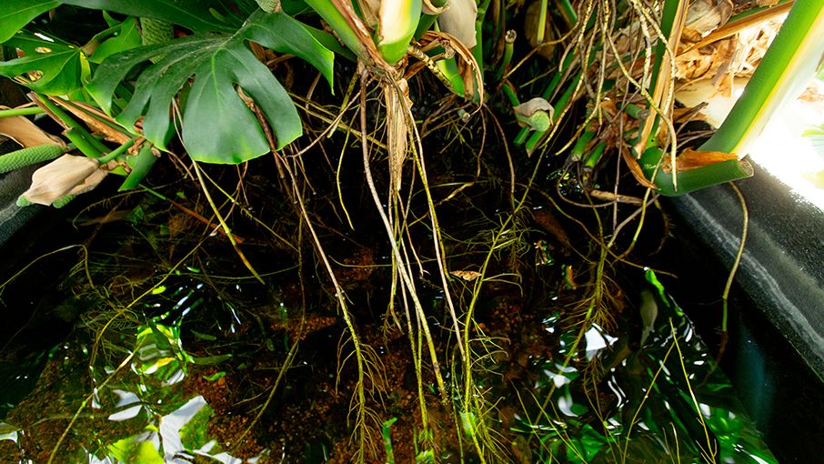 photo of plant roots 