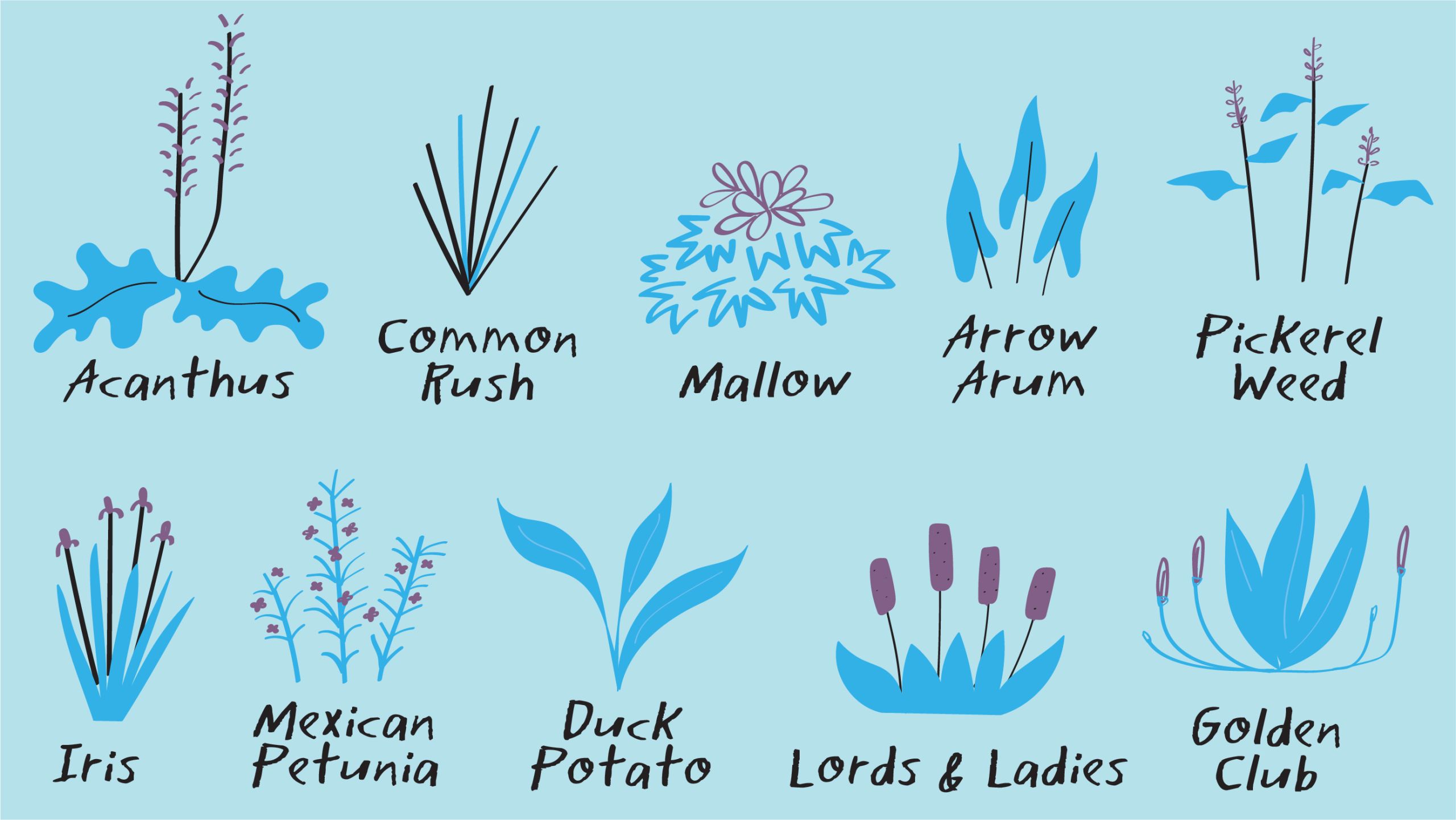 Illustration of the plants that grow in Emory’s WaterHub wetlands. They include: acanthus, common rush, mallow, arrow arum, pickerel weed, iris, Mexican petunia, duck potato, lords and ladies and golden club.