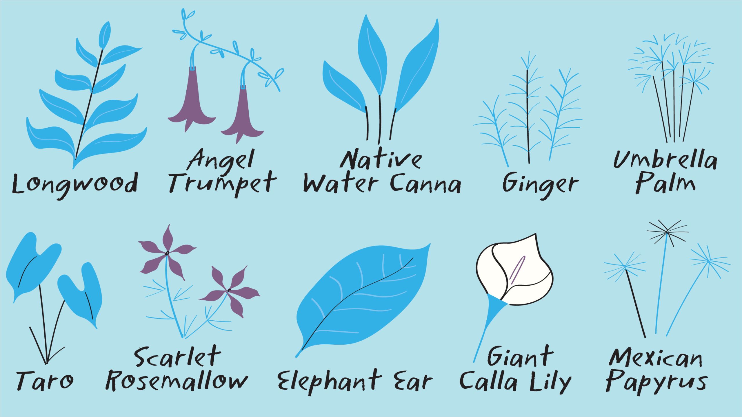 Illustration of the plants that grow in Emory’s WaterHub green house. They include: longwood, angel trumpet, native water canna, ginger, umbrella palm, taro, scarlet rosemallow, elephant ear, giant calla lily, and mexican papyrus.