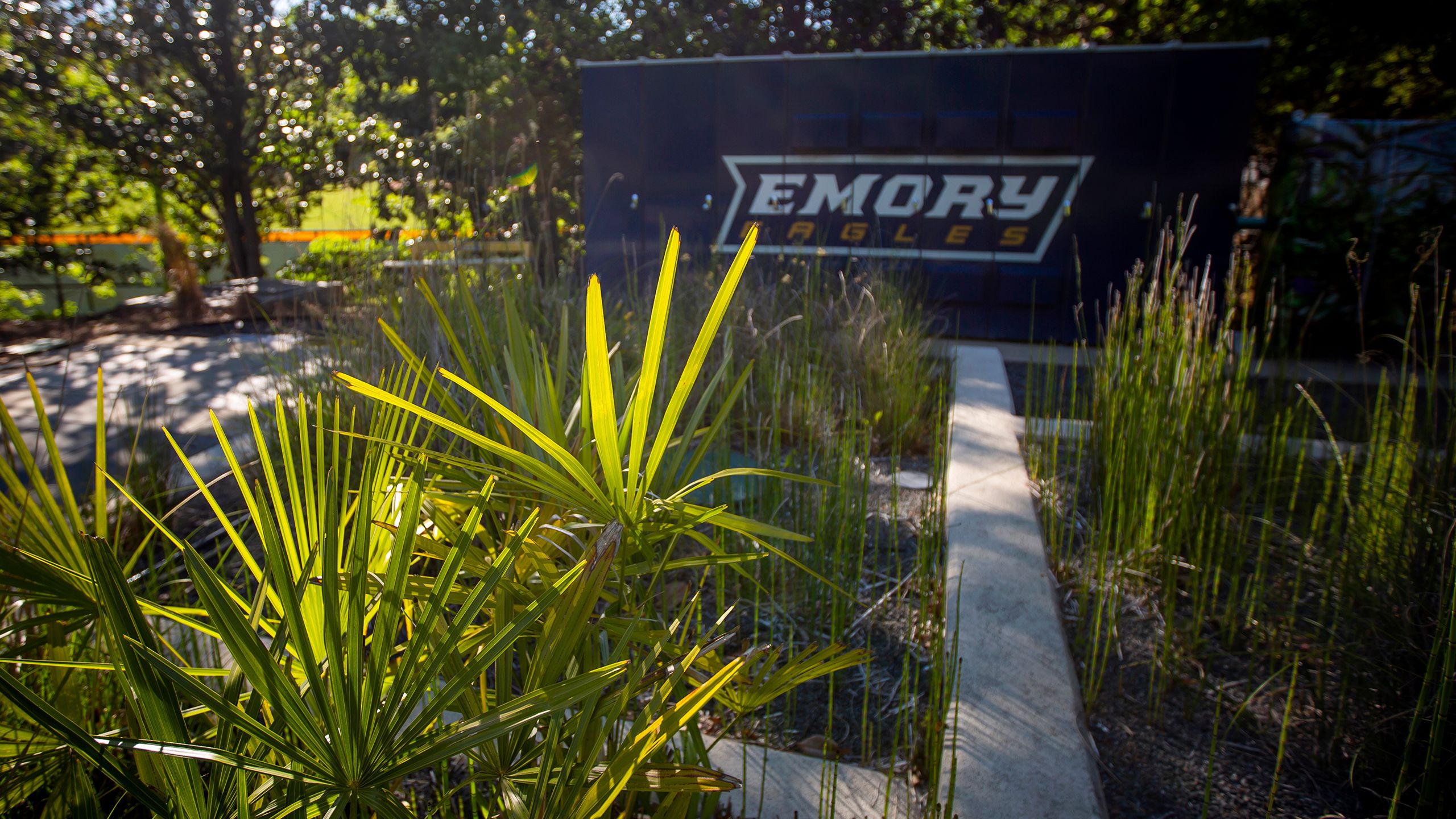 Emory's WaterHub wetlands