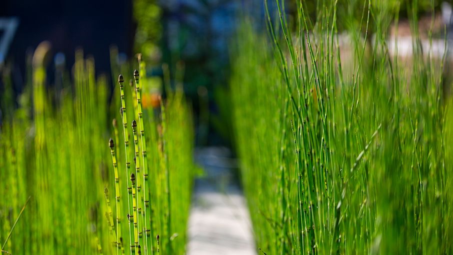 horsetail grows in Emory's WaterHub wetlands