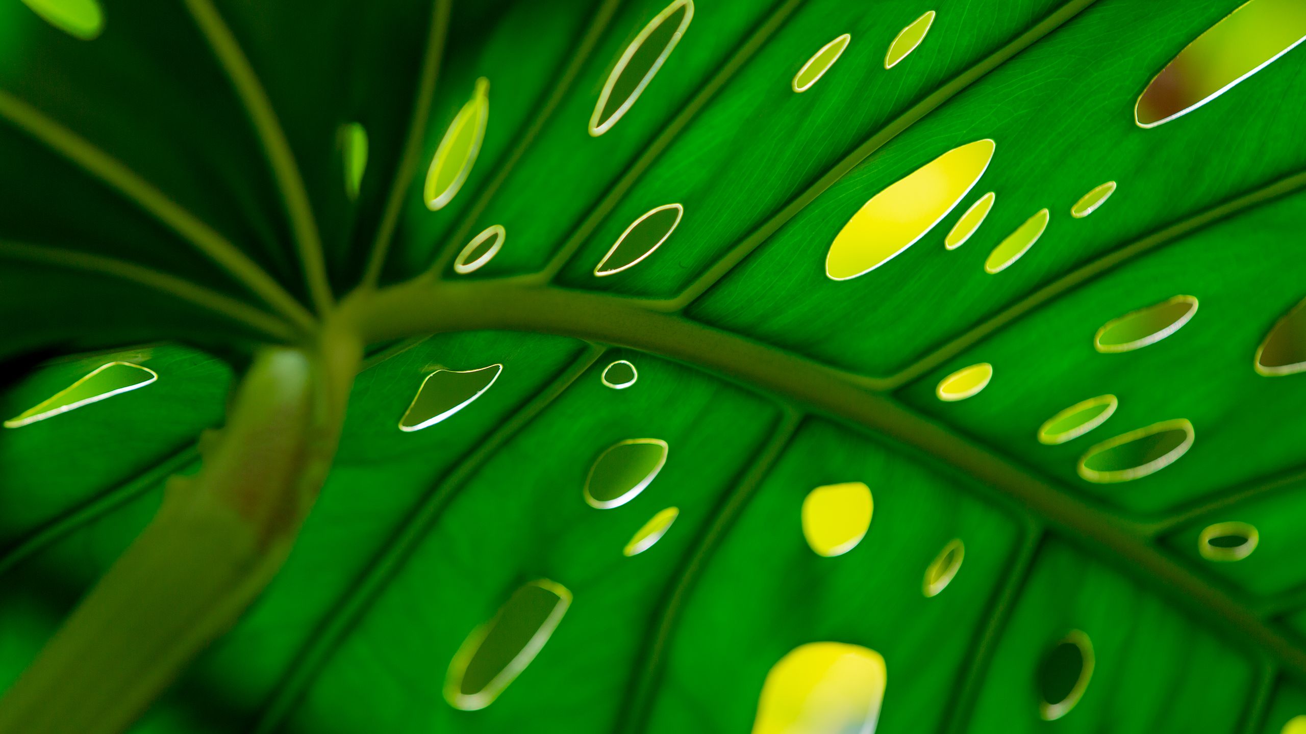 decorative image of leaf