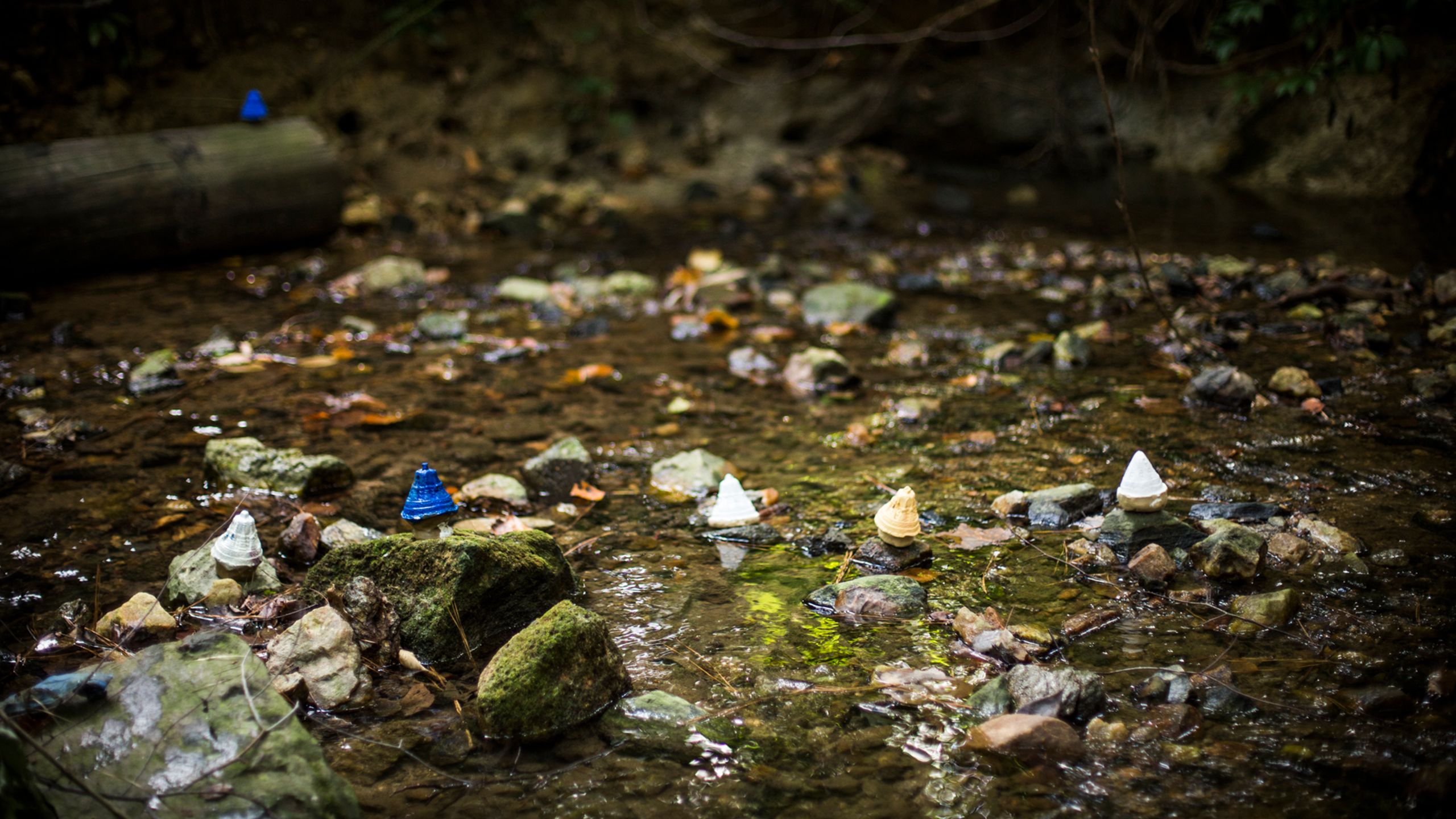 A stream runs through Baker Woodlands