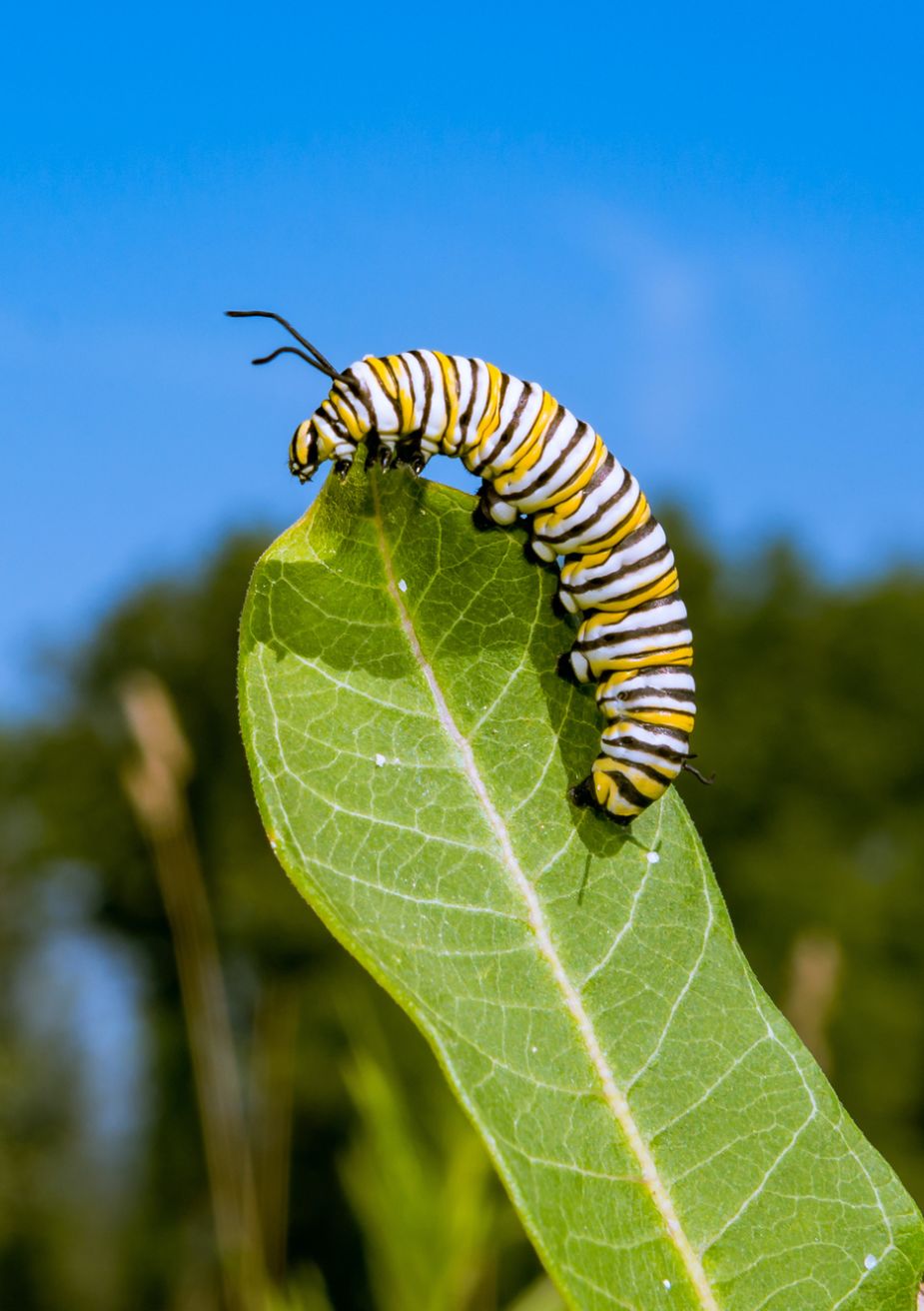 Butterfly Genomics