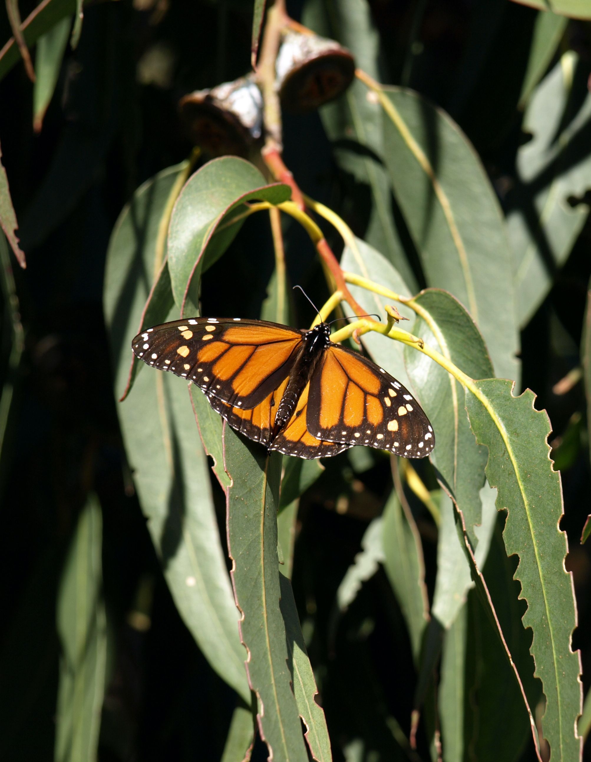 Study gauges insecticide effects on monarch butterflies • News Service •  Iowa State University