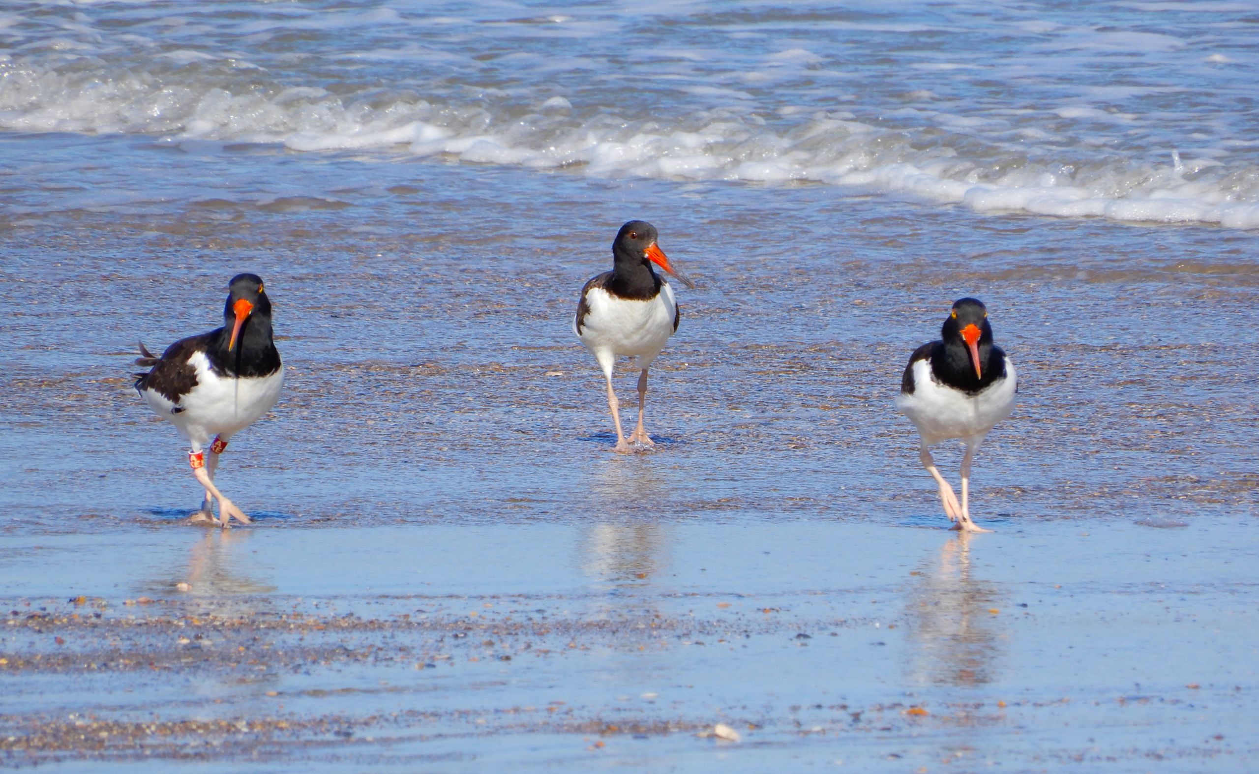 An American oystercatcher