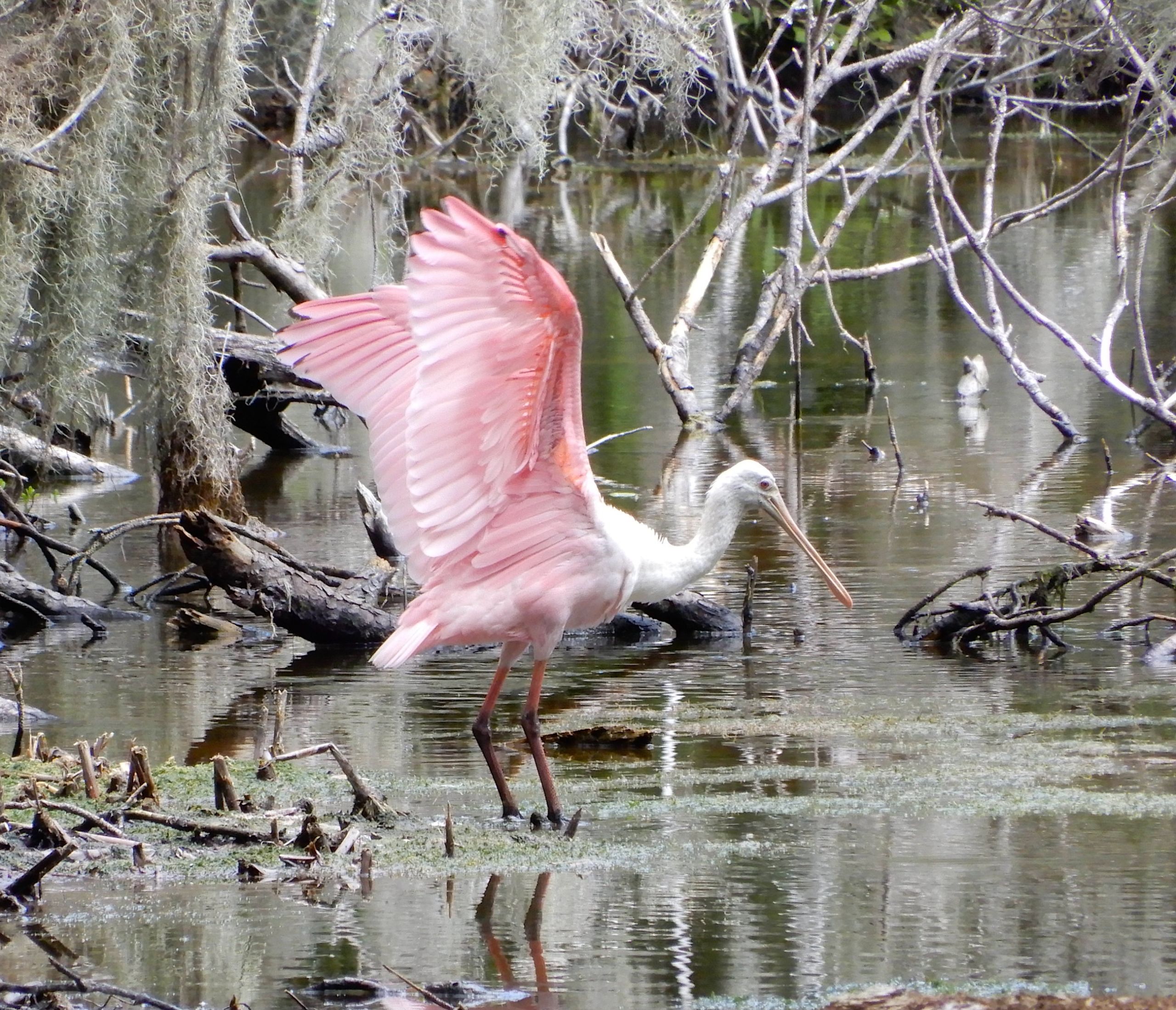 A roseate spoonbill