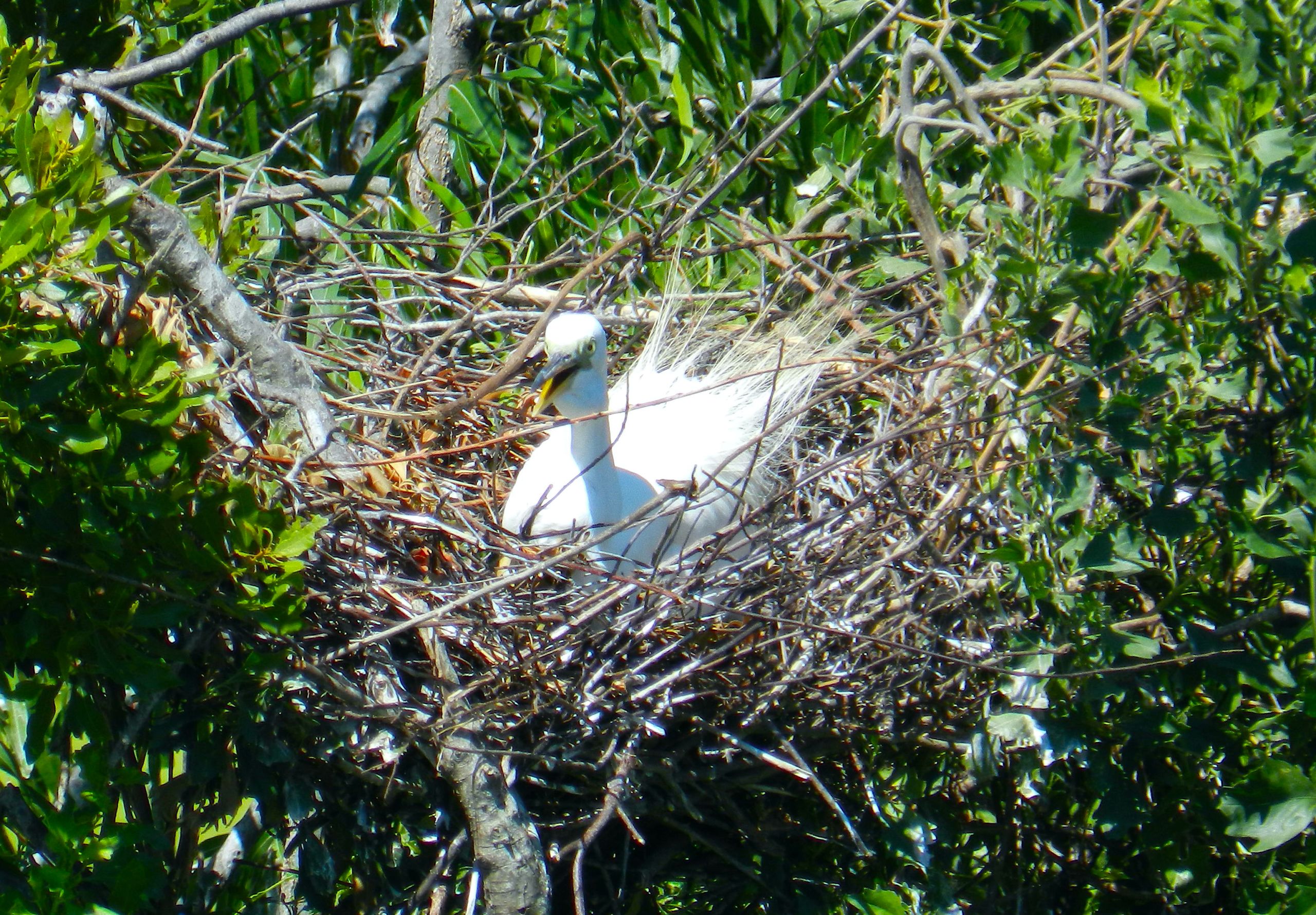Angreat egret atop a nest