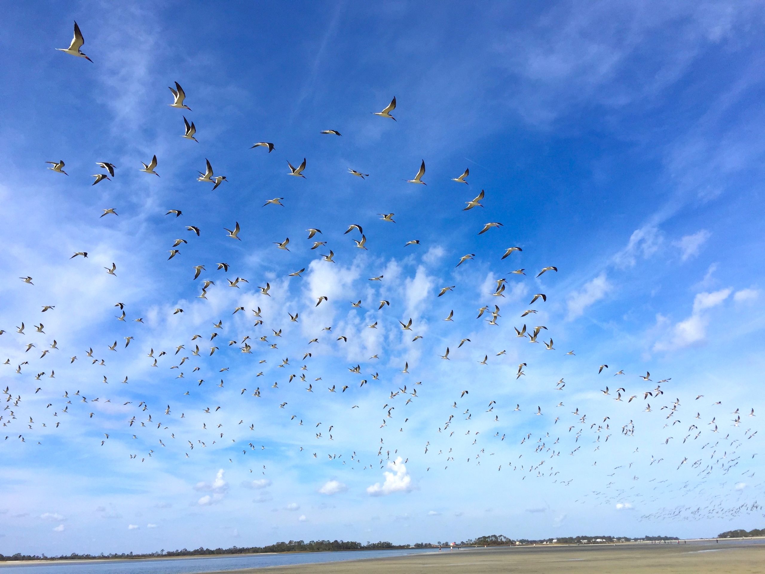 A flock of black skimmers