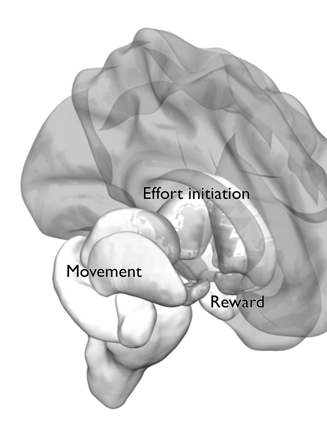 How The Brain Decides To Make An Effort