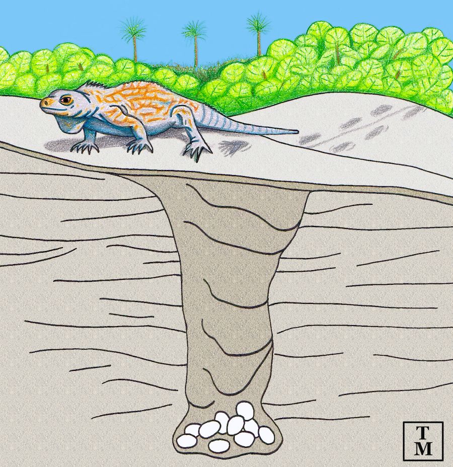 cartoon of iguana above deep burrow with eggs at the bottom