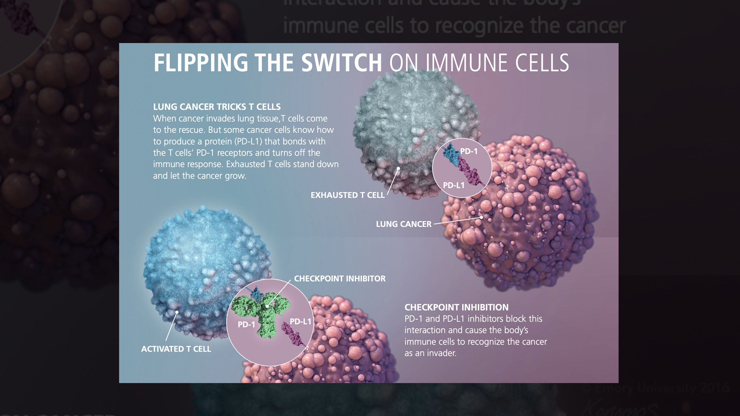 Flipping the switch on immune cells infographic part 1