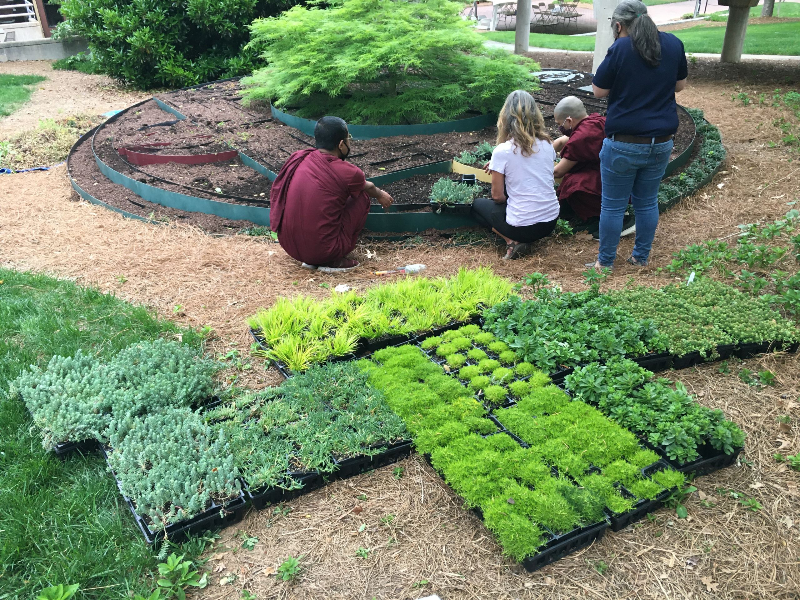 Four people work on the living mandala with trays of plants ready to be planted visible behind them.