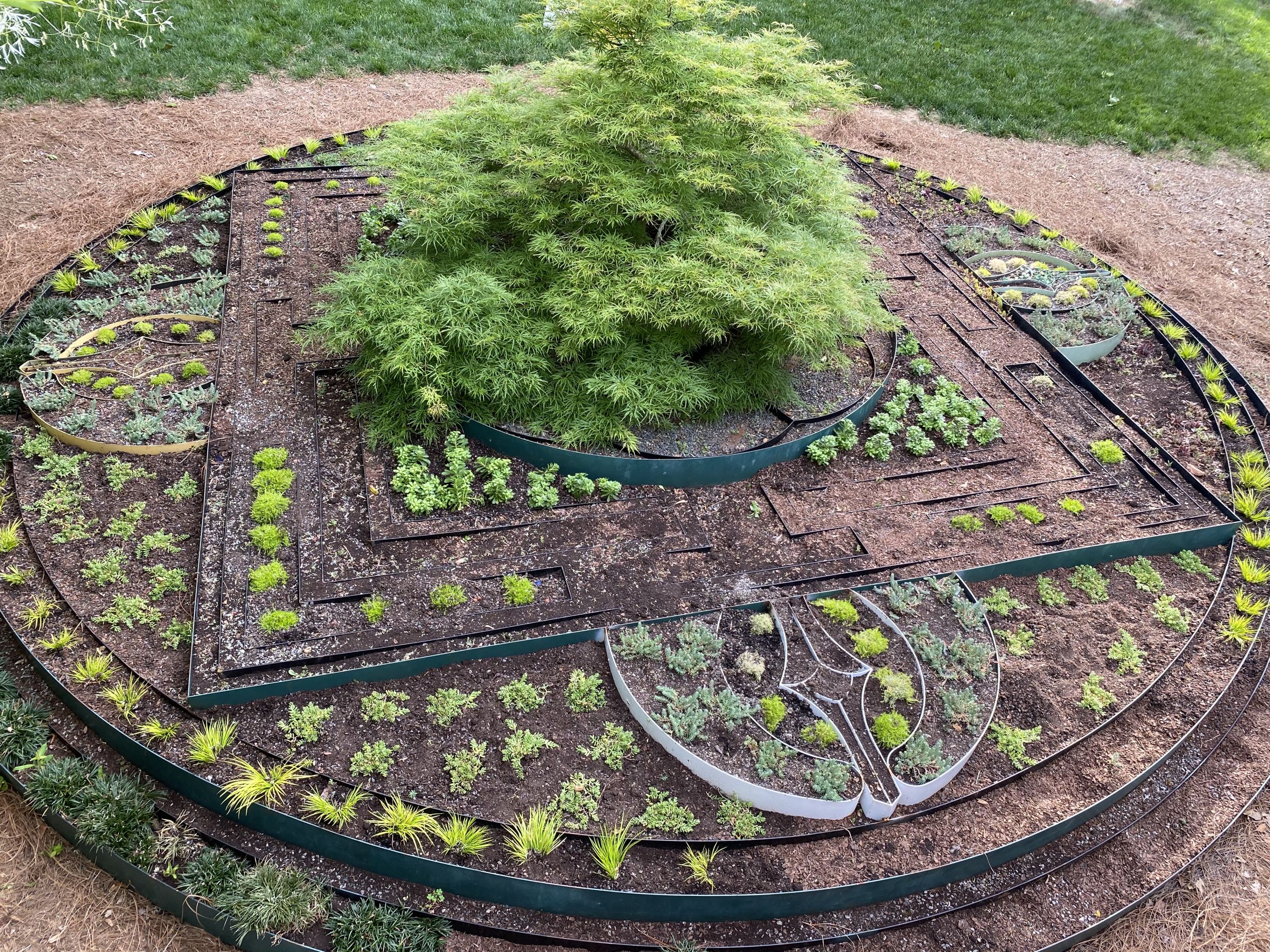 Emory's living mandala: Sections are outlined with dividers and new plants are growing in most sections