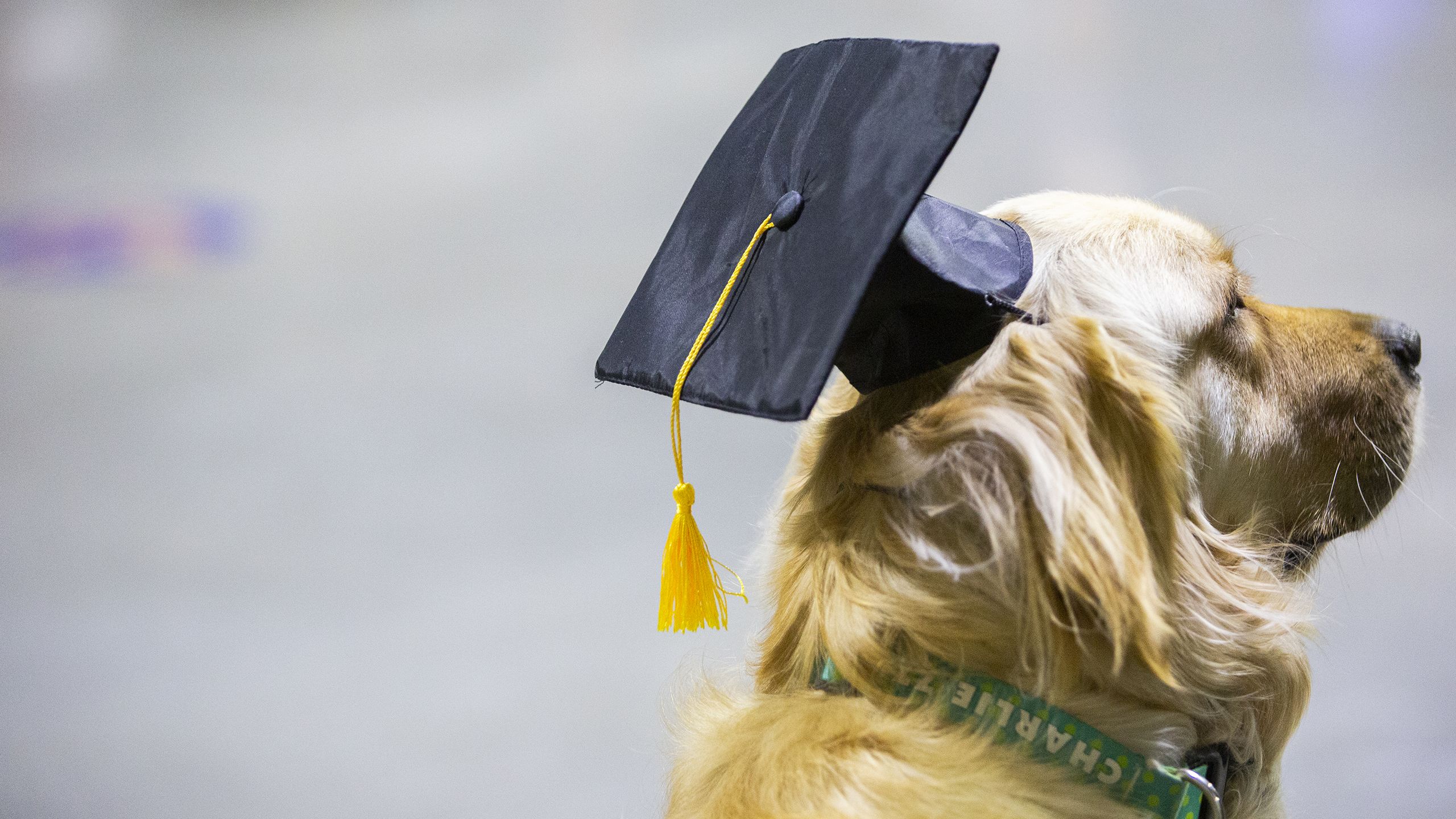Dog wearing graduation cap