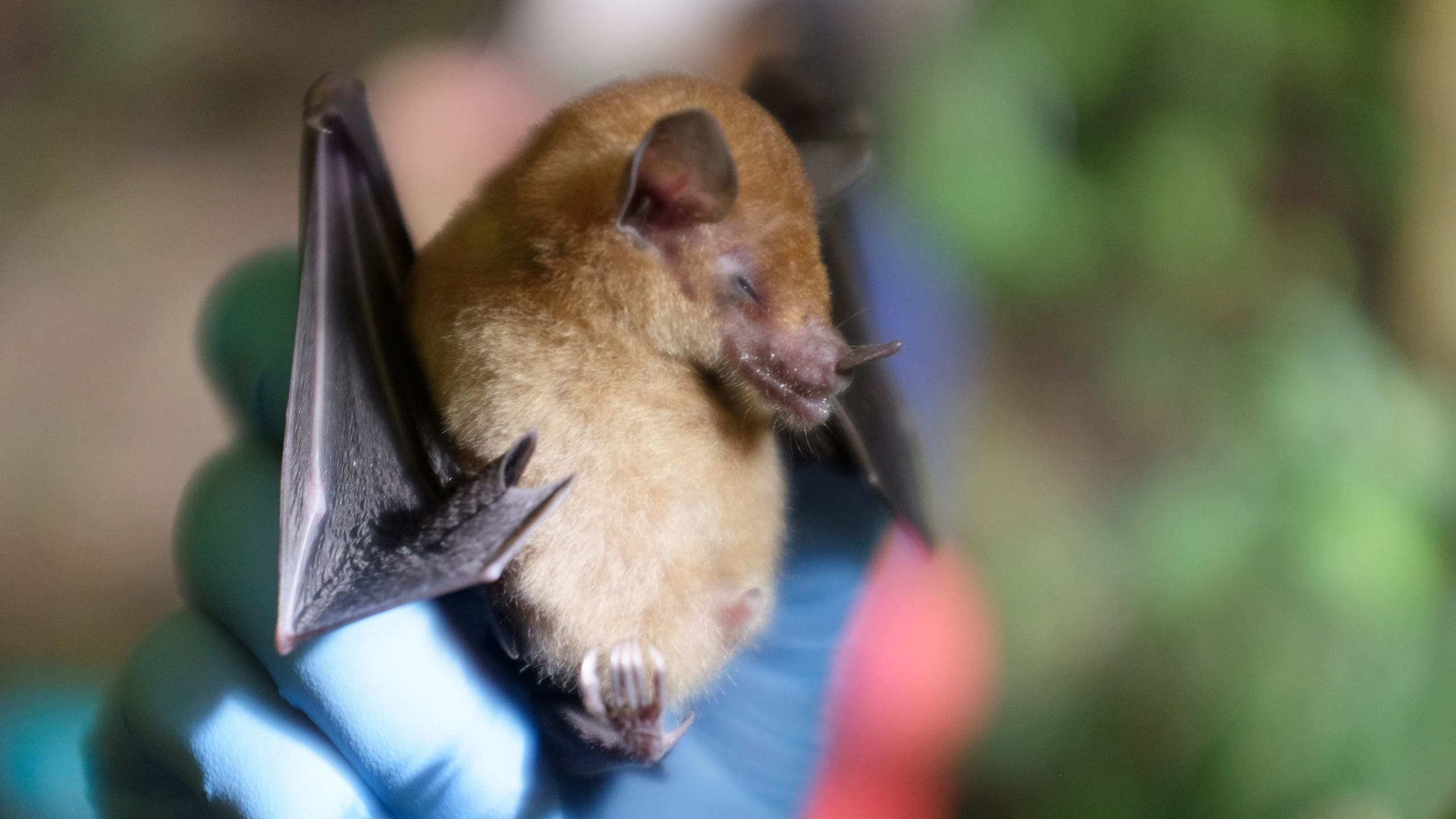 Sleeping bat