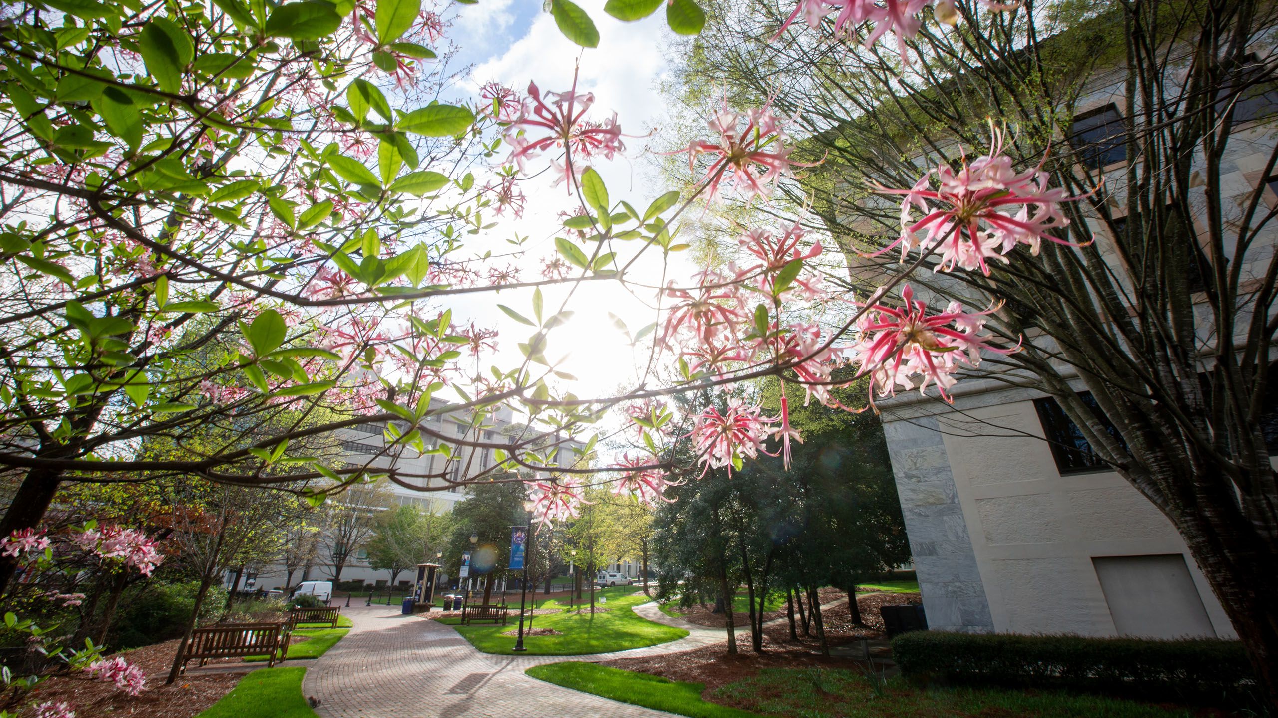 Blooming tree on campus