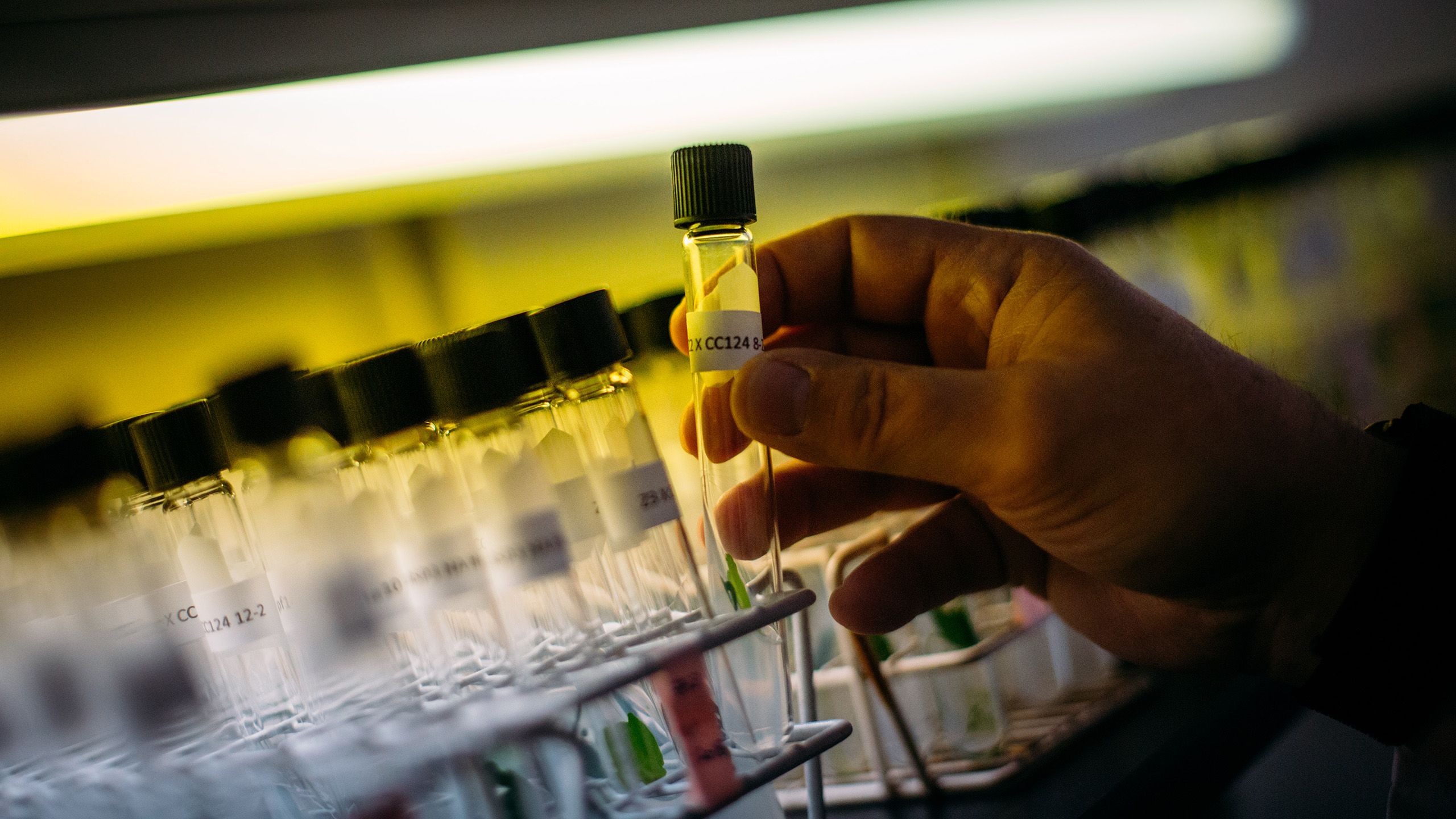 A row of test tubes and a hand picking up one
