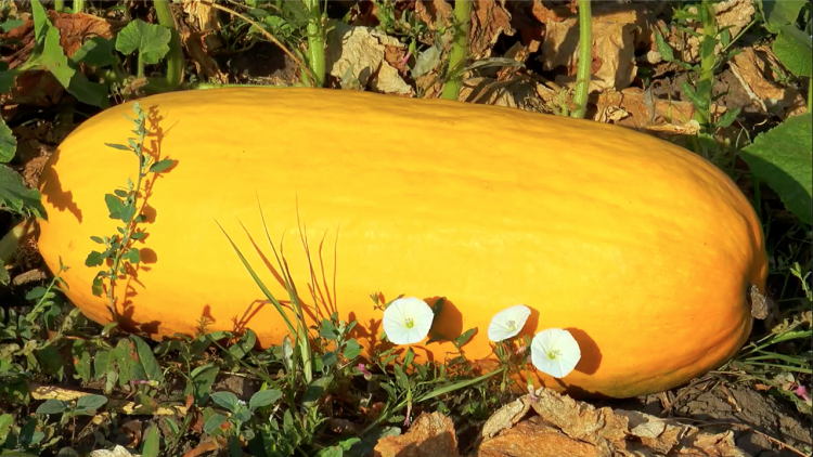 Stink bugs beware! Homemade stink bug traps squash store-bought models,  Virginia Tech researchers find, Virginia Tech News