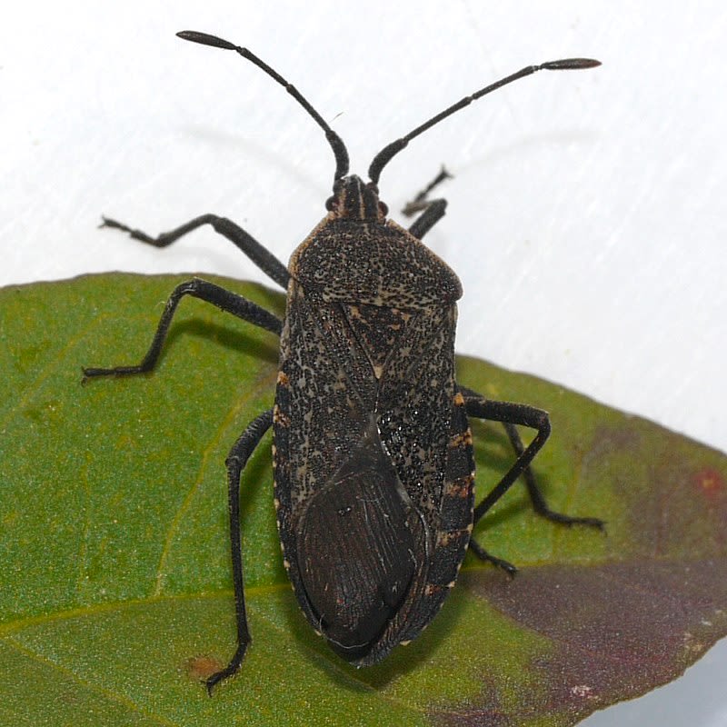 Stink bugs beware! Homemade stink bug traps squash store-bought models,  Virginia Tech researchers find, Virginia Tech News