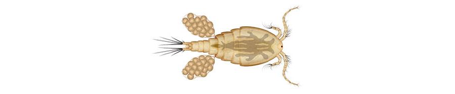 Illustration of Cyclops water flea
