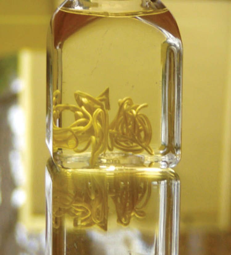 A bottle of clear liquid holds a long, thin worm.