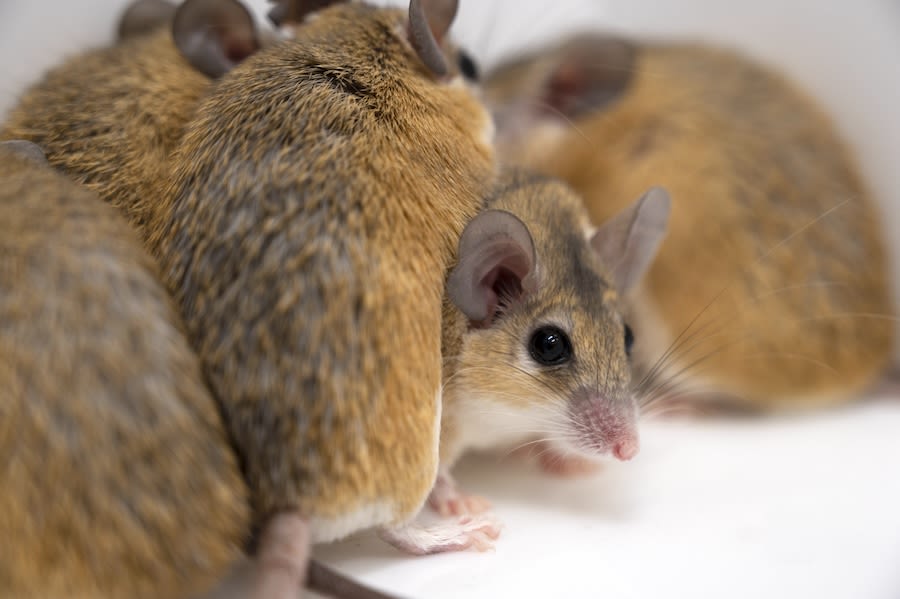 Spiny Mice Point to New Path in Social Neuroscience