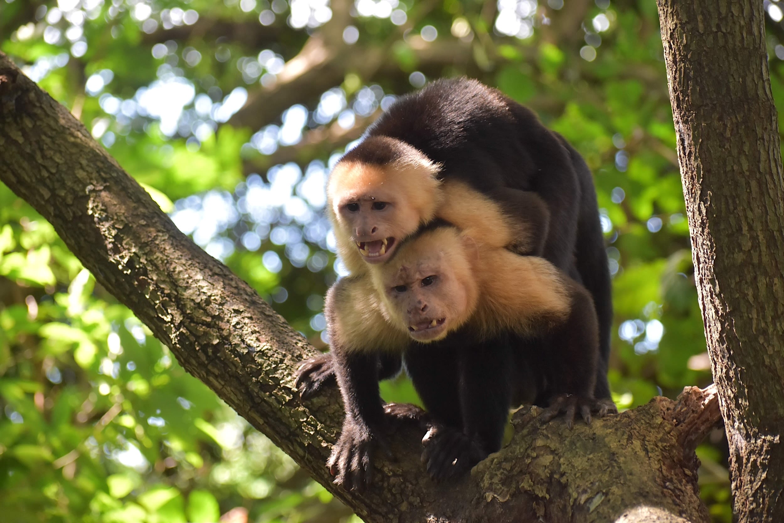 A pair of capuchin monkeys in a tree.