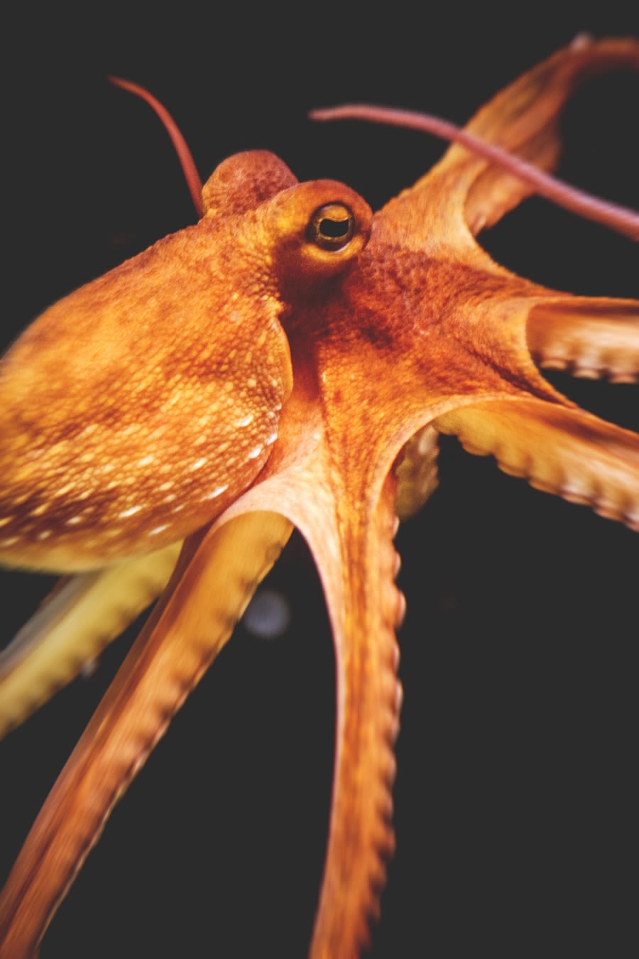 An octopus, above, among the animals most of the respondents report having emotions.