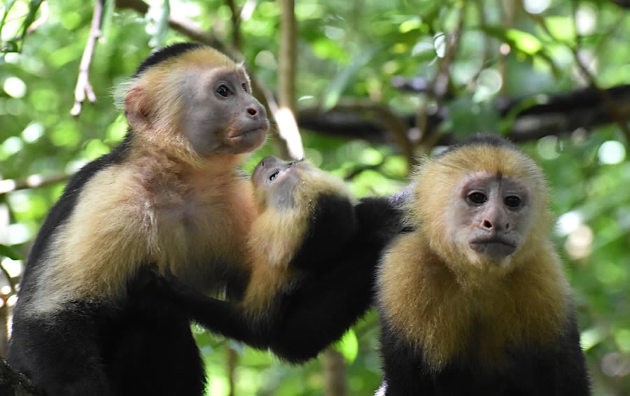 Wild capuchin monkeys in Costa Rica.