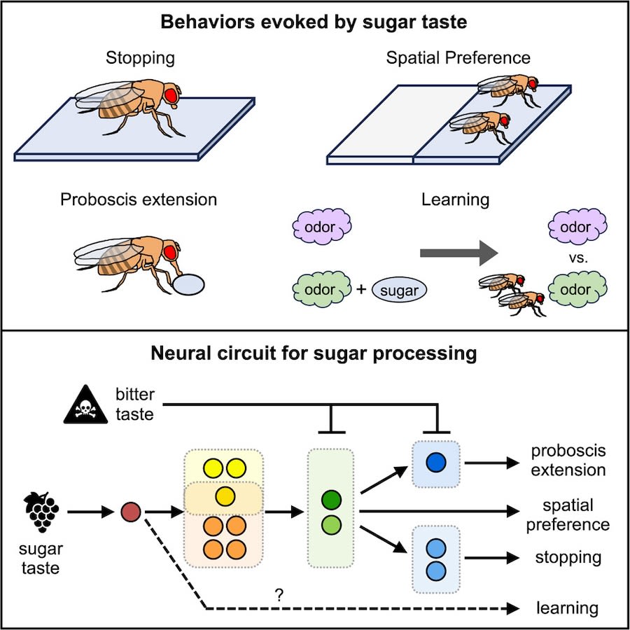 Graphic by the Devineni Lab