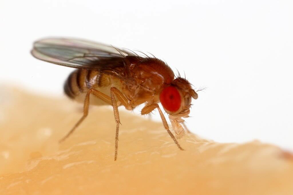 Photo of a fruit fly