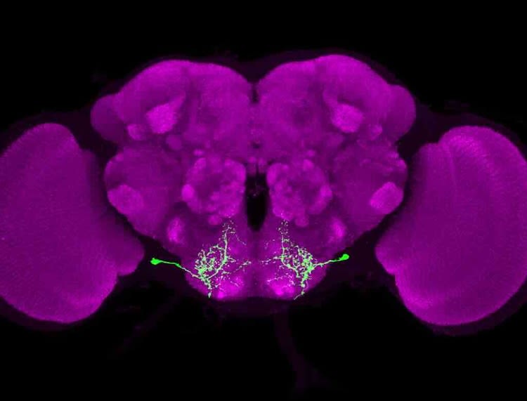An image of the fruit fly brain, showing the neural pathways associated with taste in green