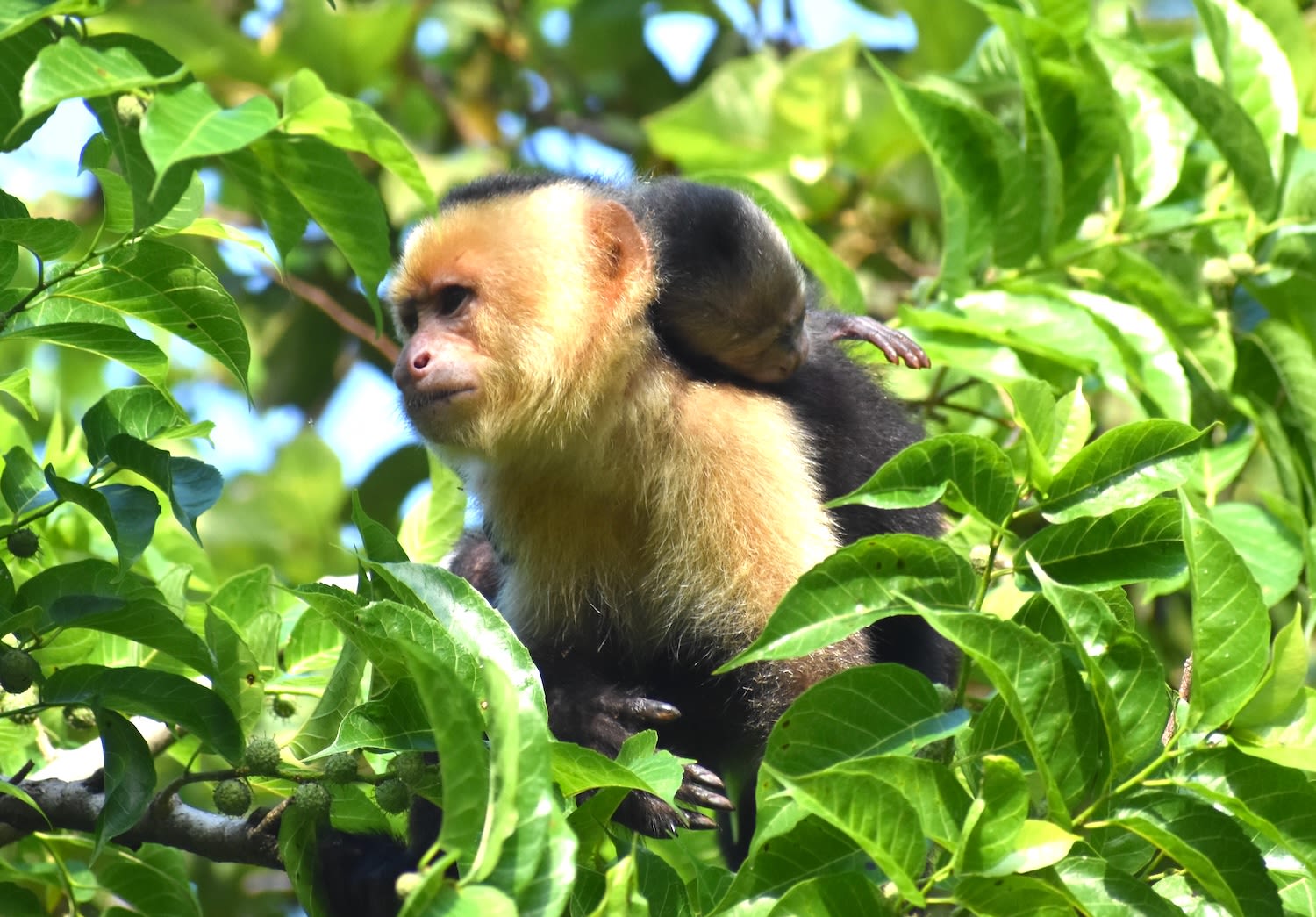 A capuchin mother carriers a sleeping baby on her back.